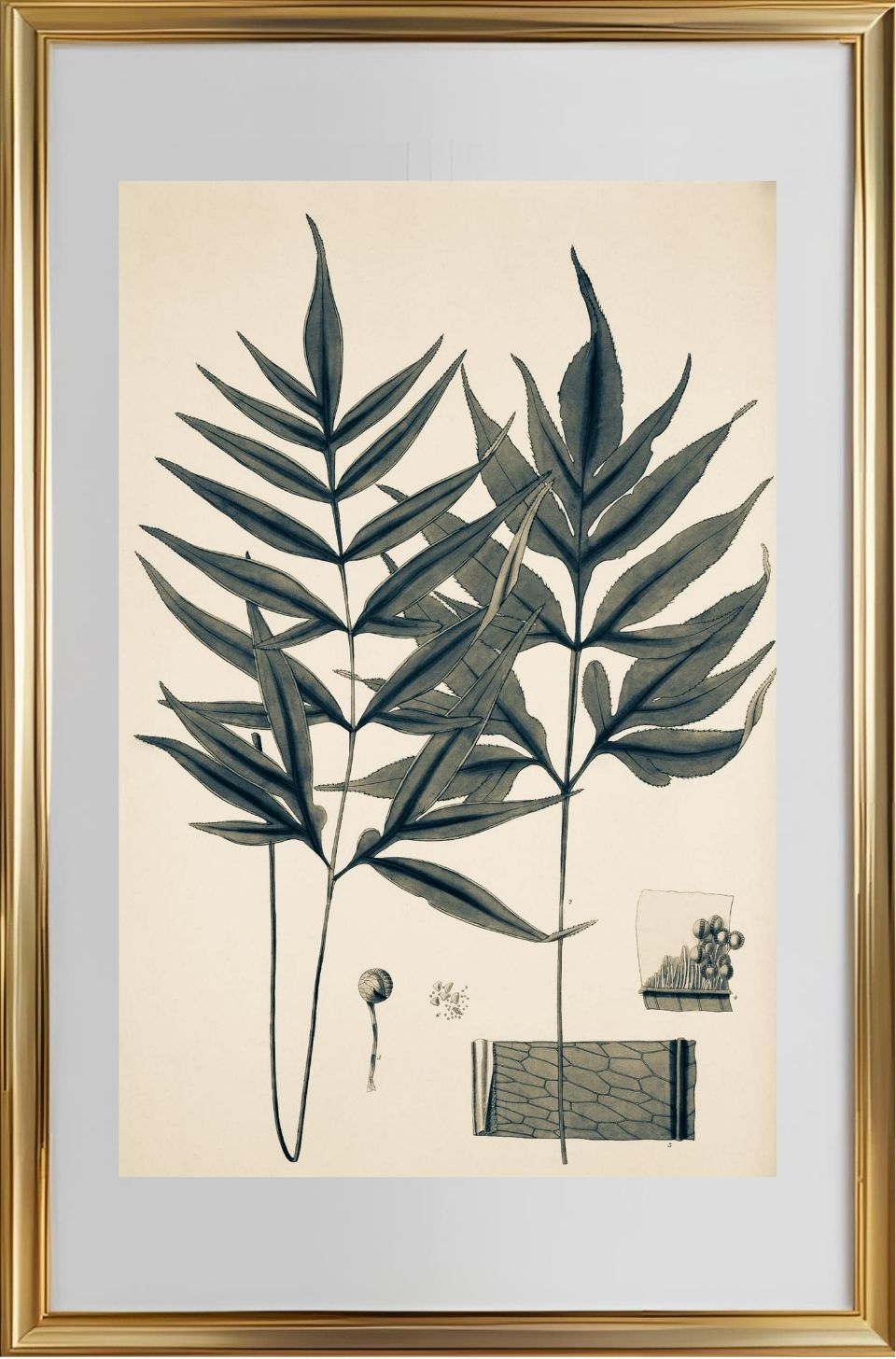 Pteris Denticulata
