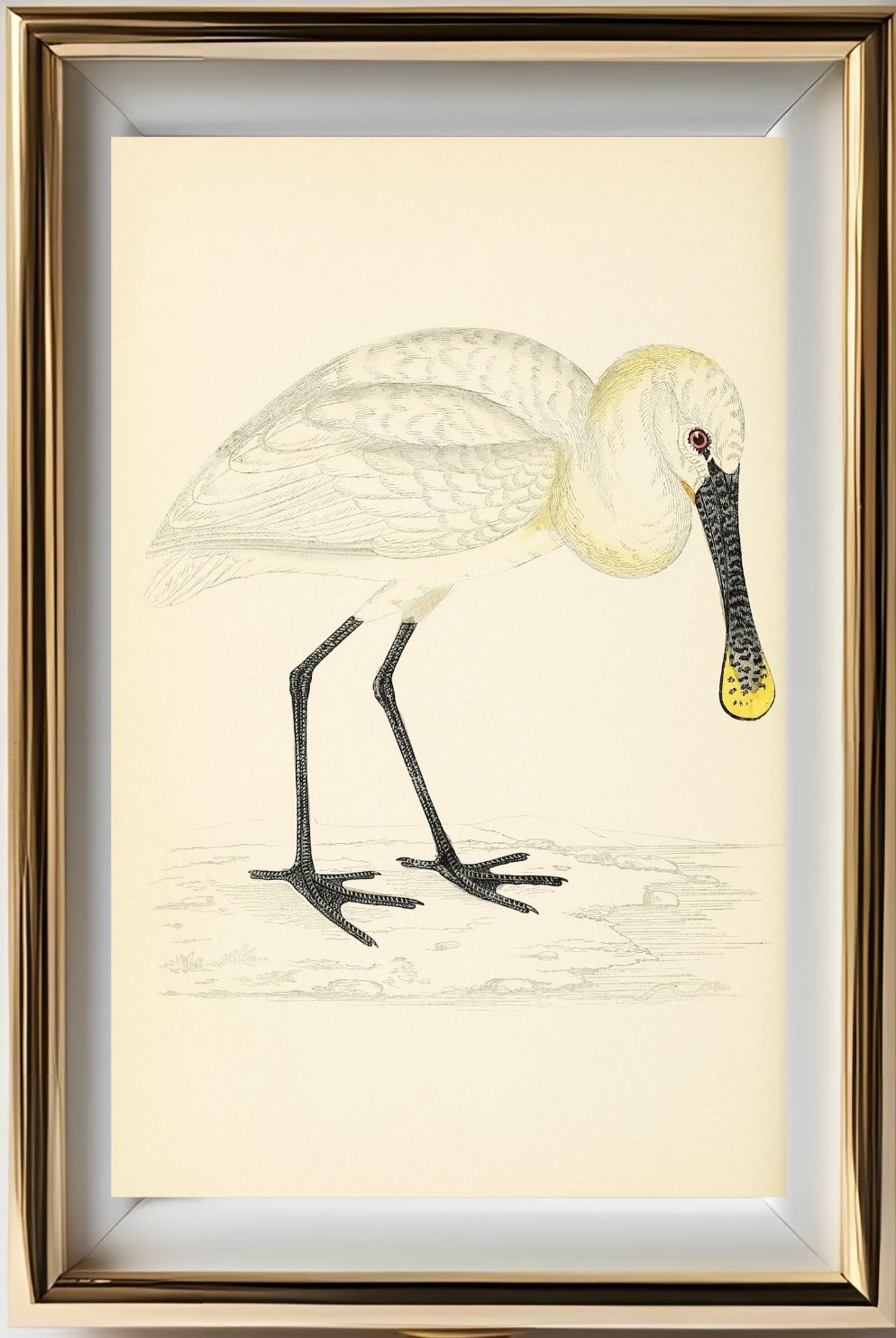 Spoonbill