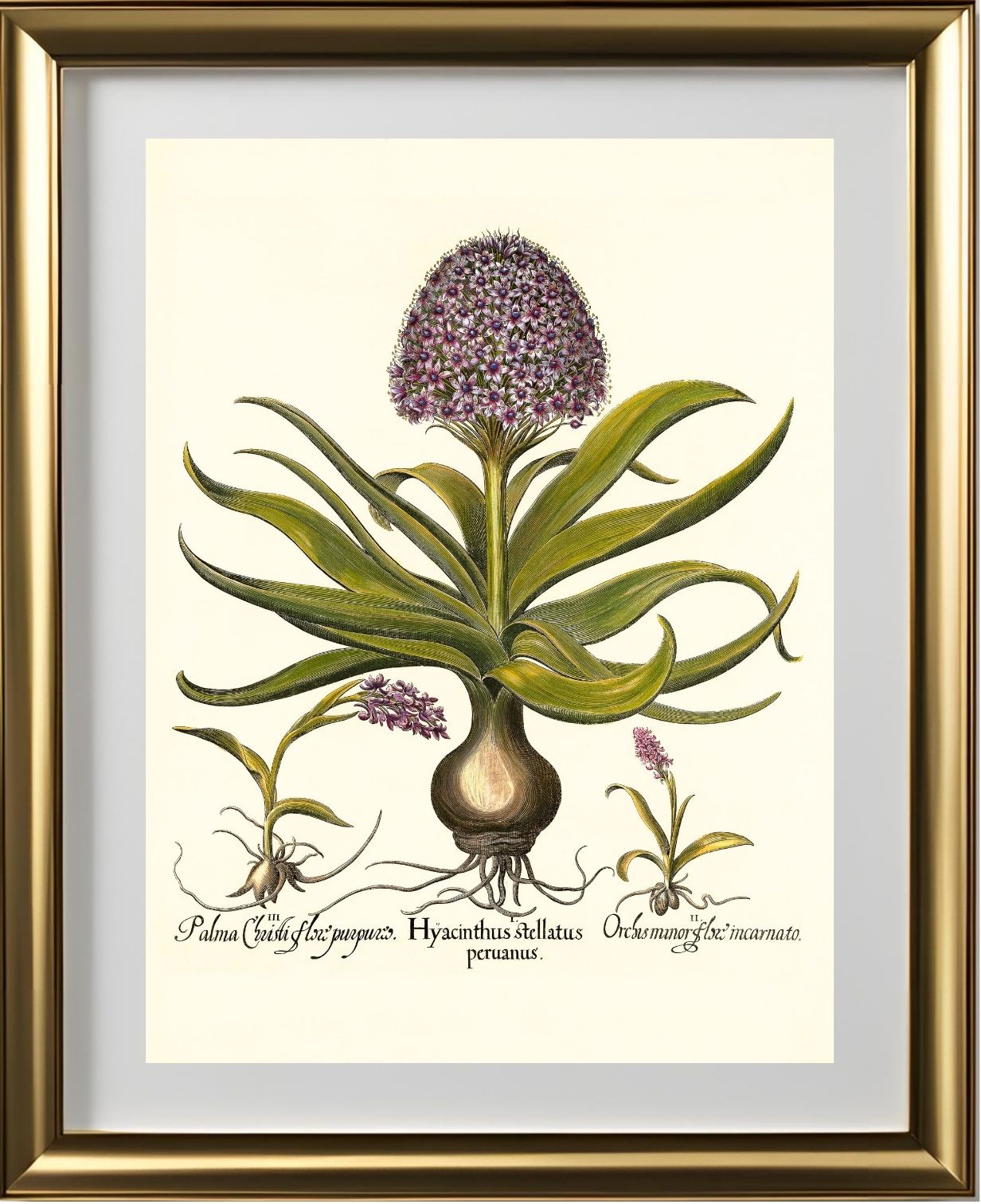 Peruvian squill, Pink spotted wild orchid, et al