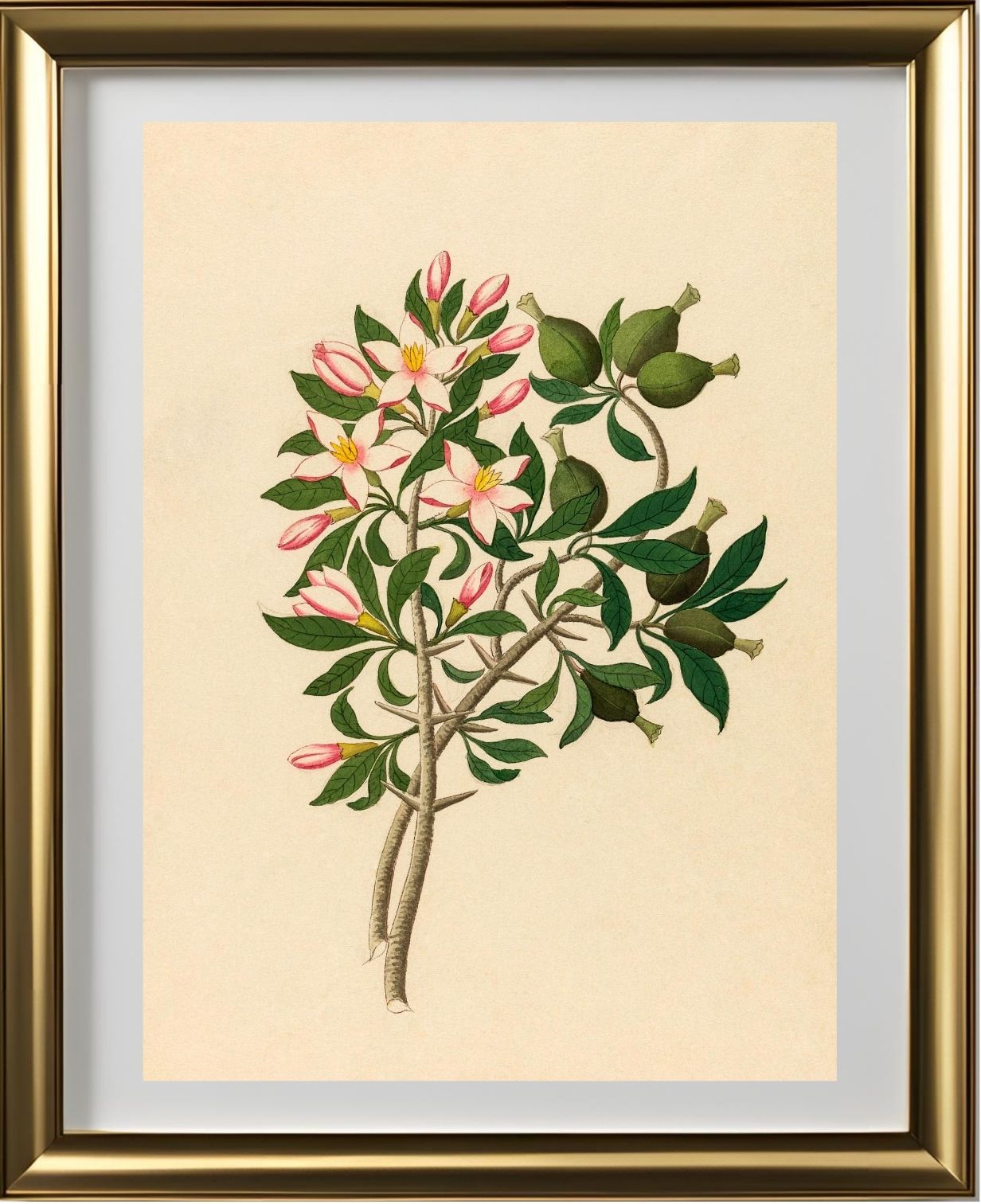 Gardenia Nov. Sp. (Hyperacanthus Amoenus)