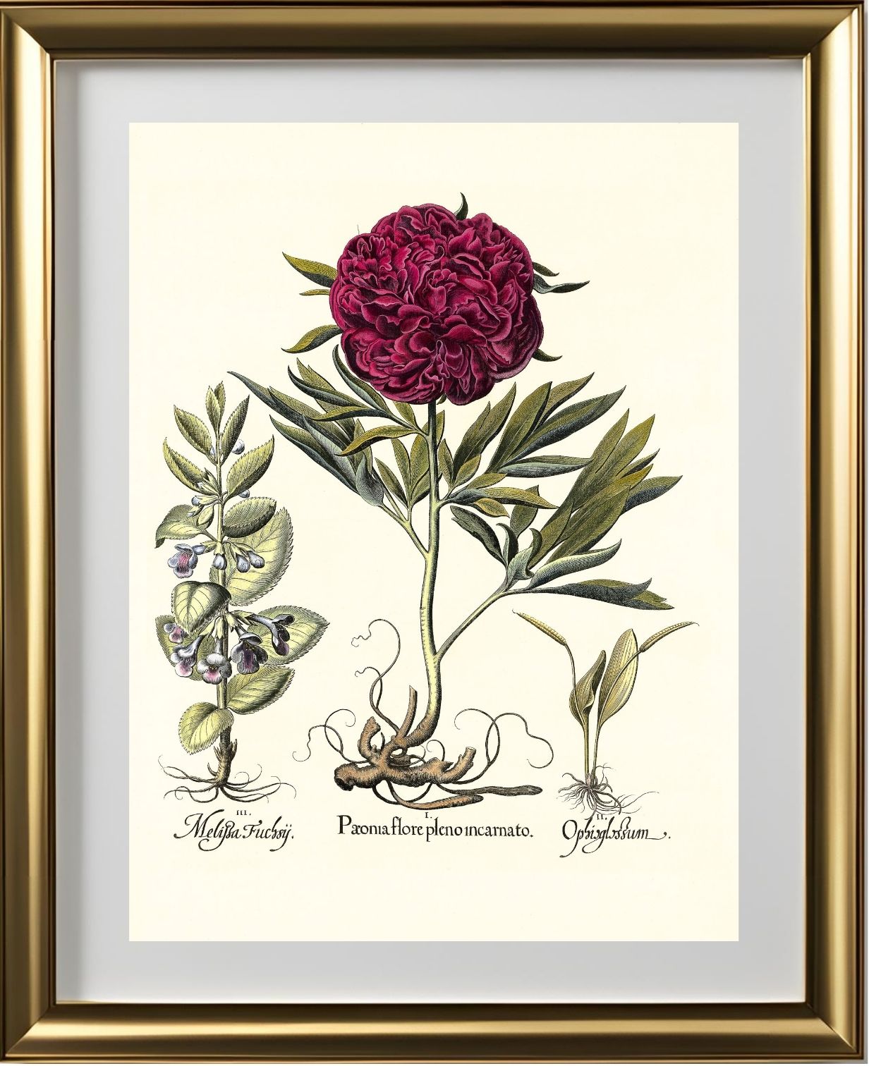 Crimson double-flowered peony, Adder’s-tongue fern
