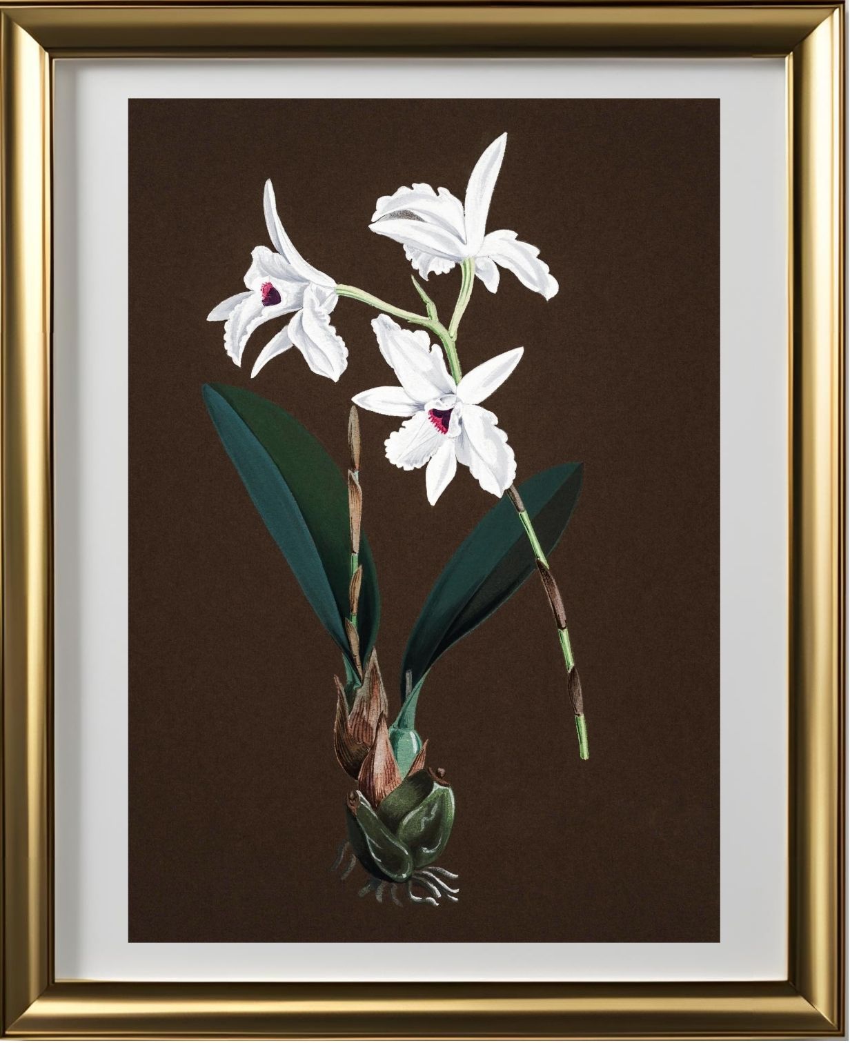 Laelia Acuminata