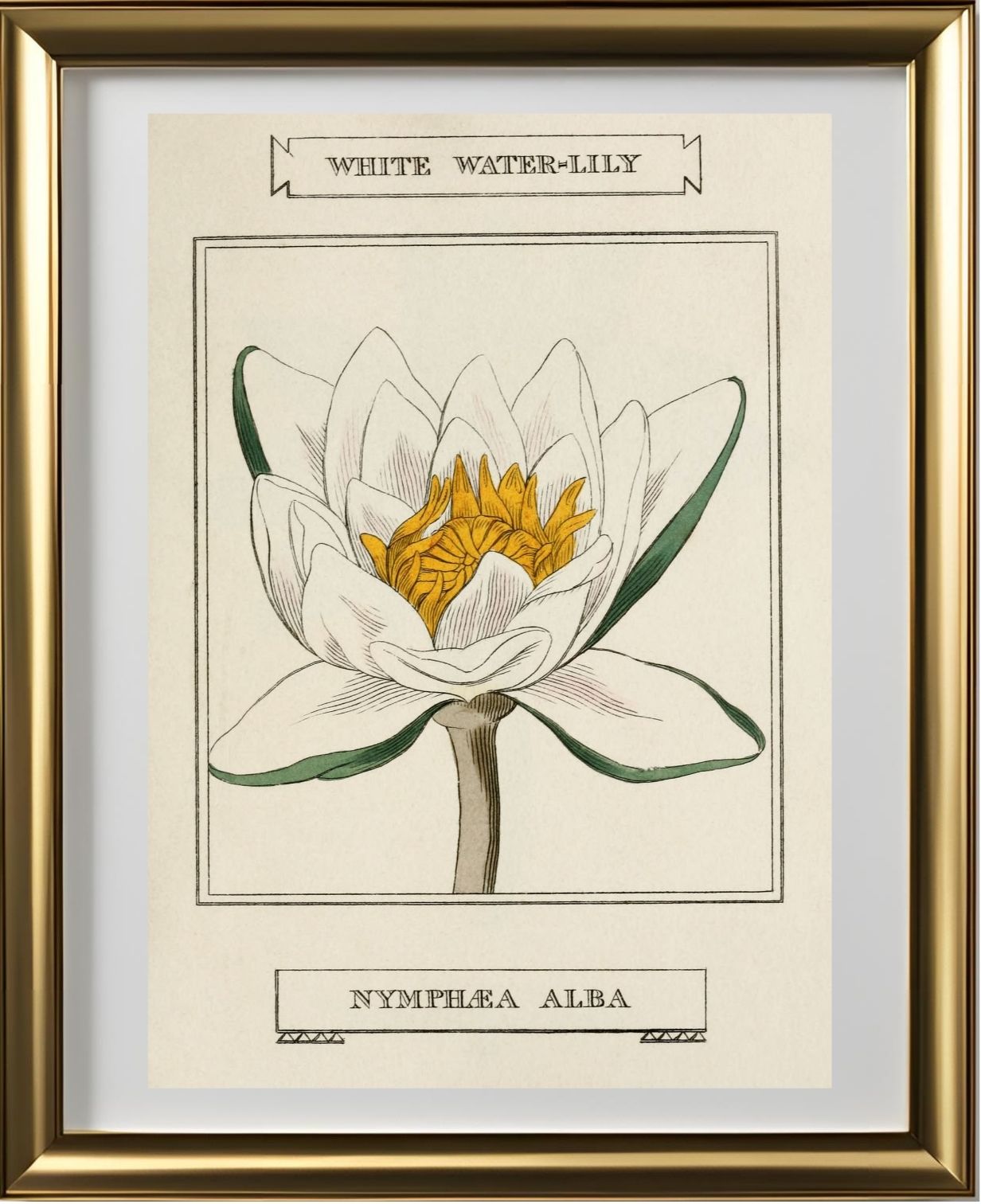 White Water-Lily