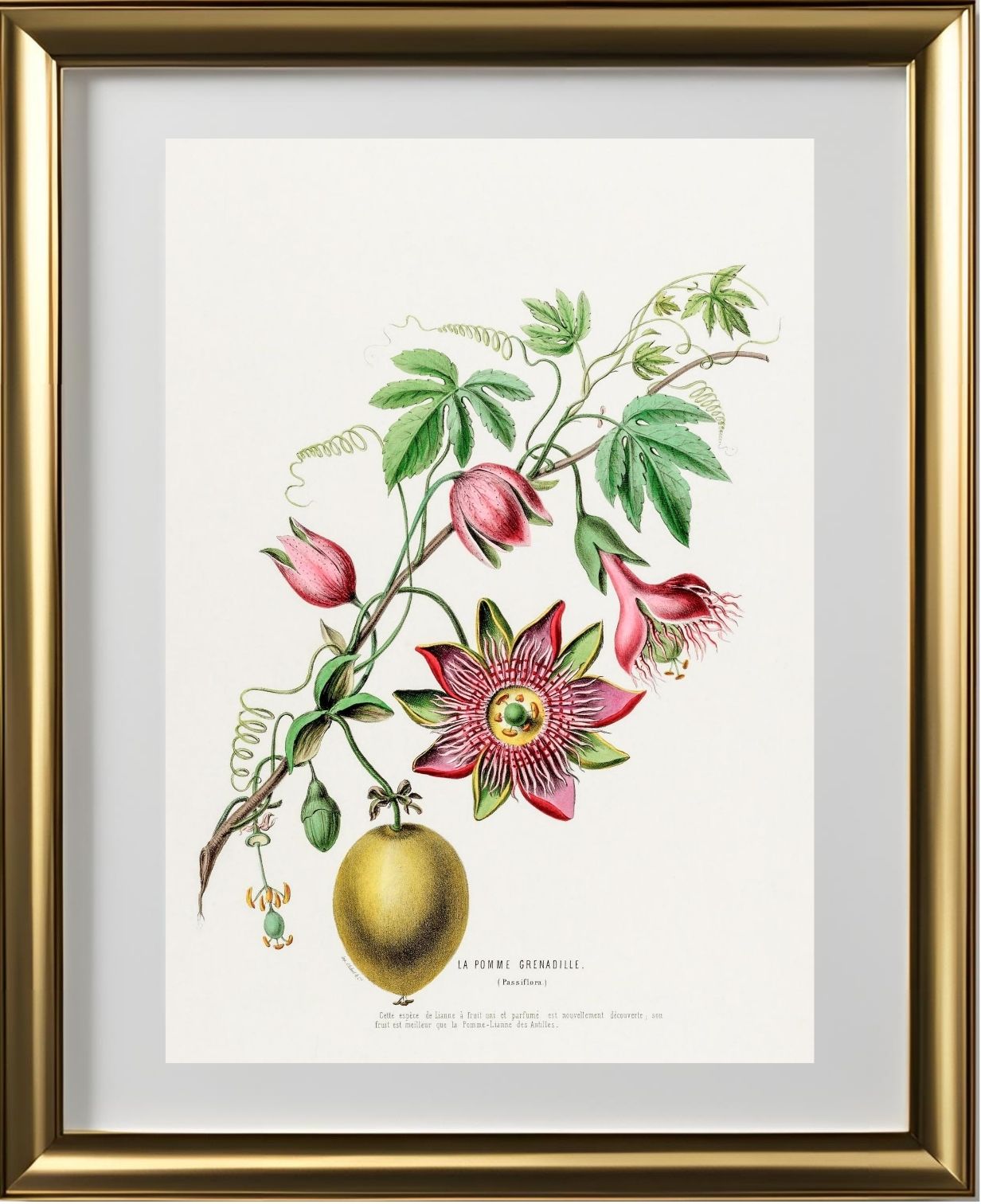 La Pomme Grenadille (Passiflora)