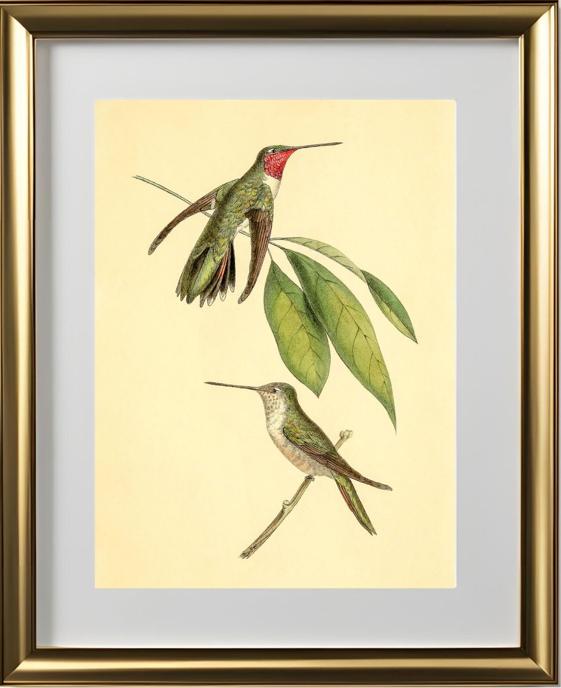 Mexican Amethyst Hummingbird