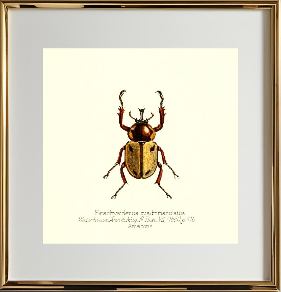 Brachysiderus Quadrimaculatus