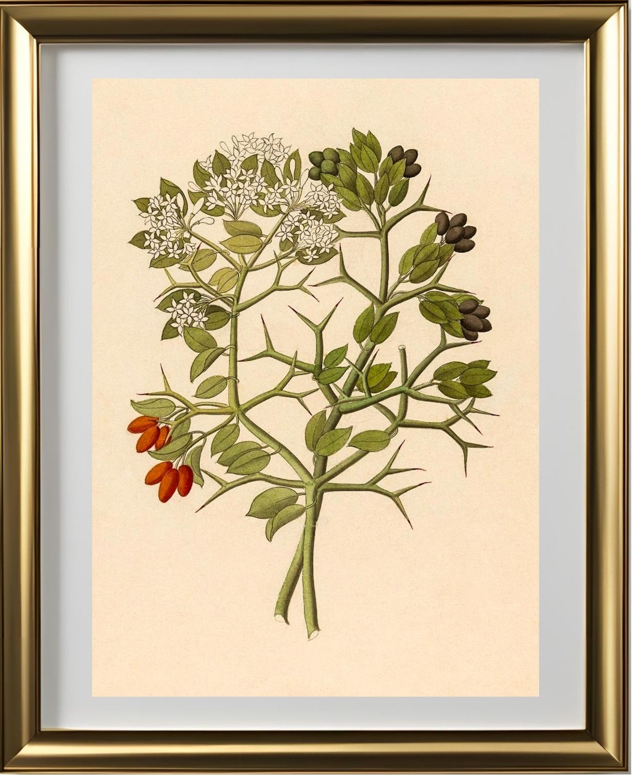 2 Species of Carisfa Arduina (Carissa Haematocarpa)