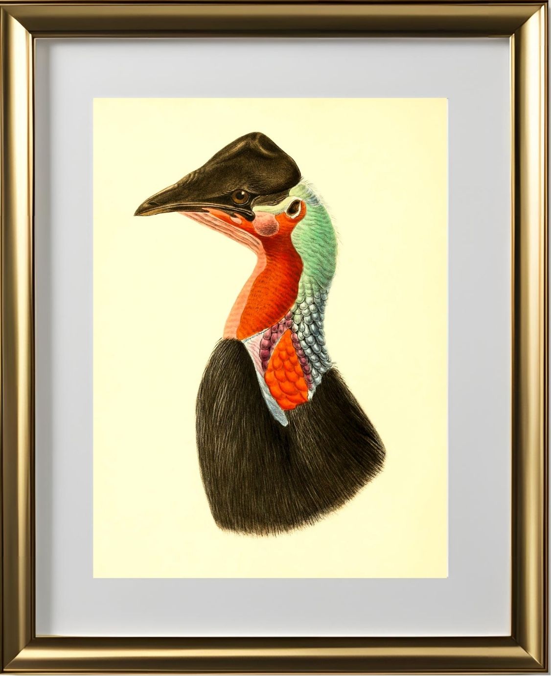 Casuarius Loriae