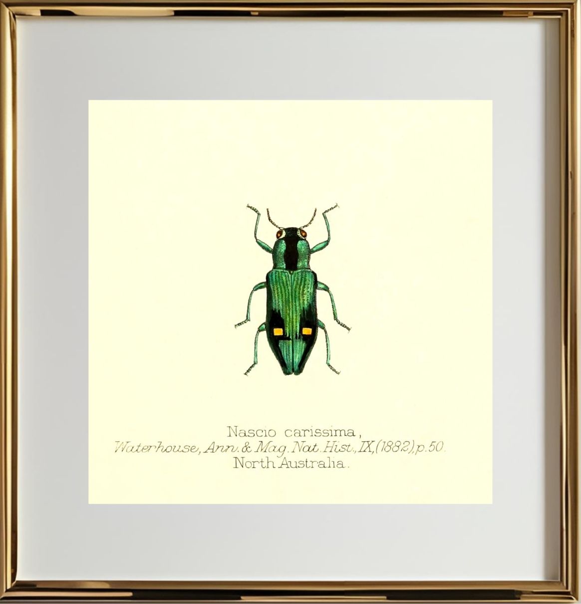 Nascio Carissima