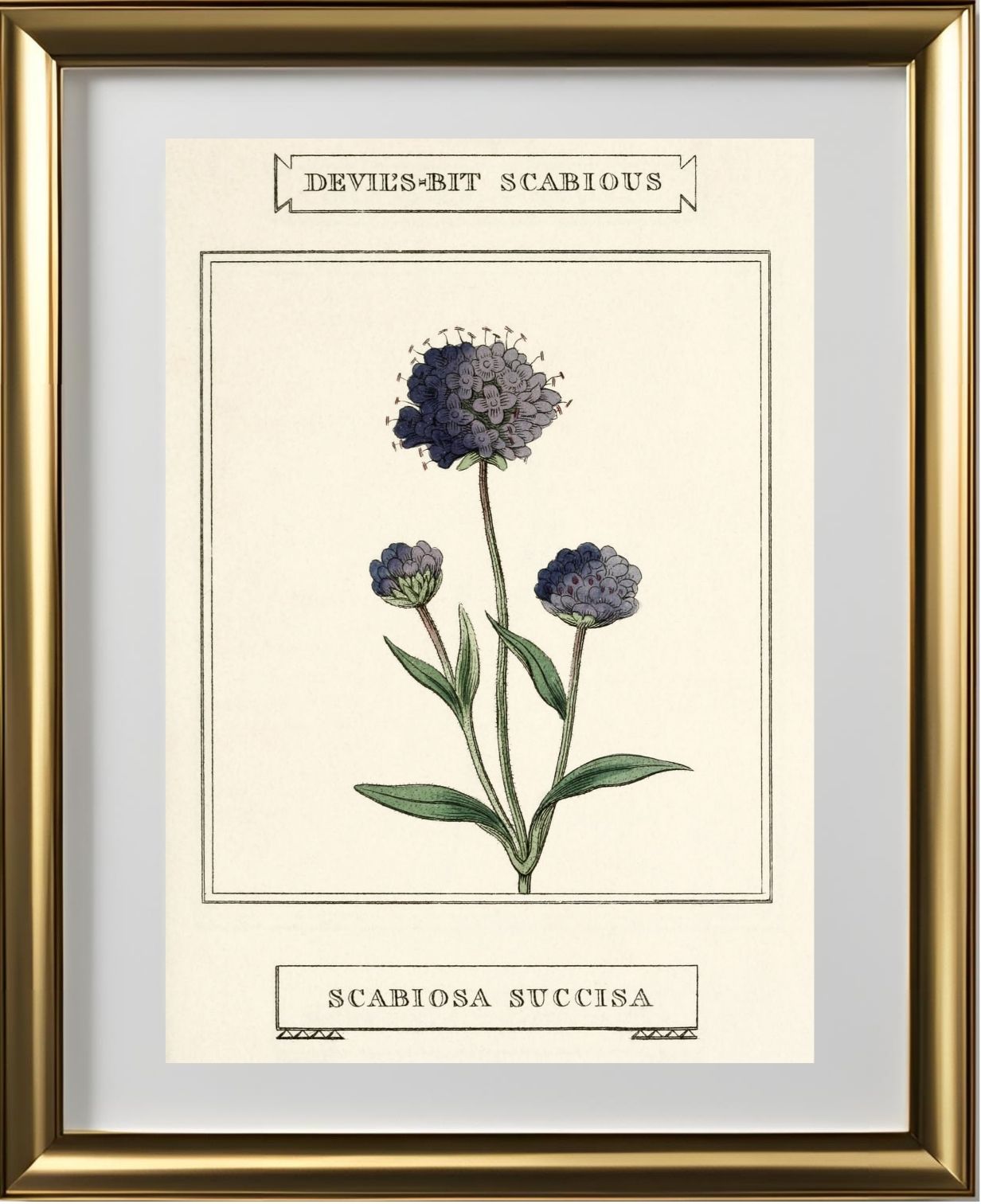 Devil's-Bit Scabious