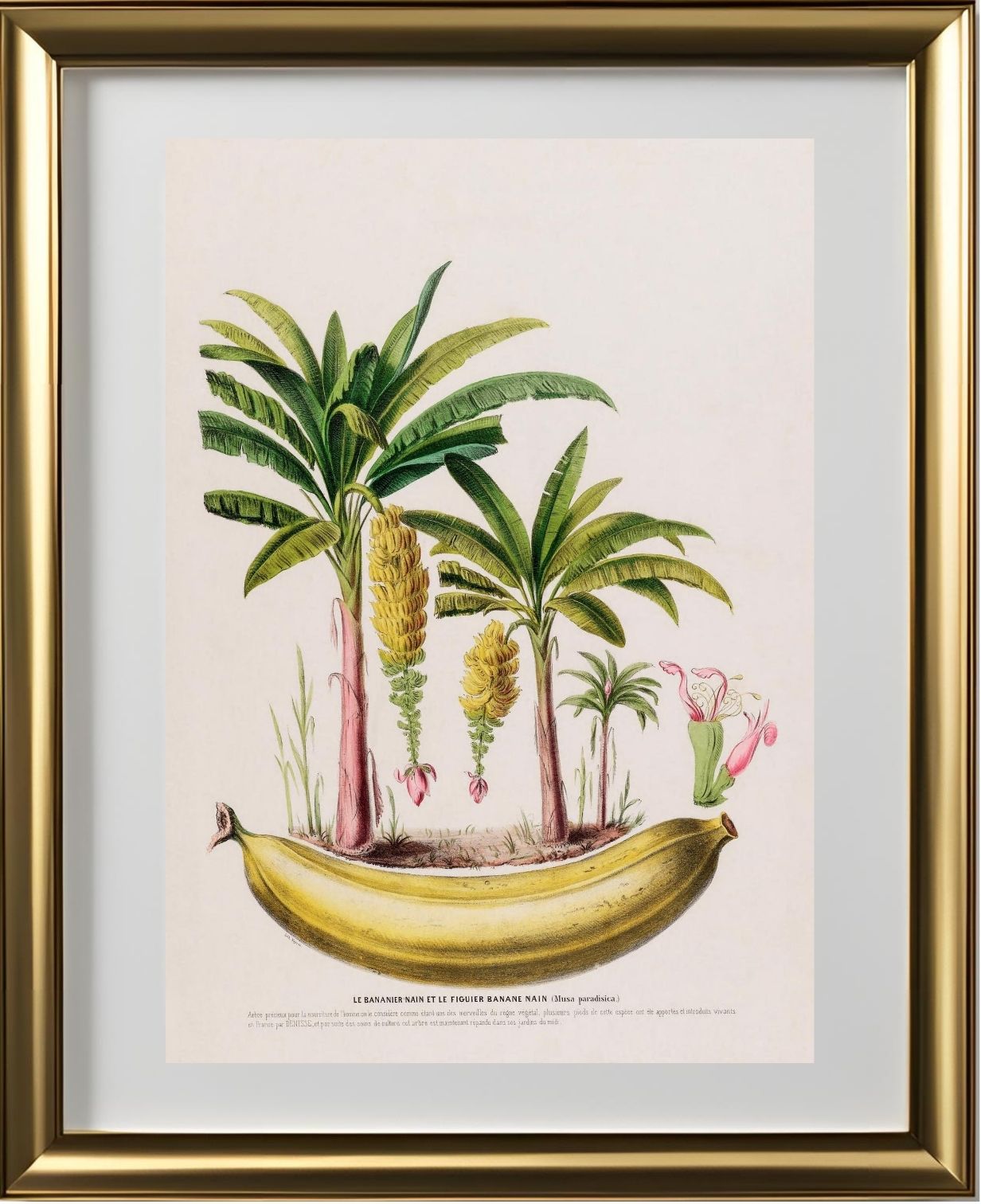 Le Bananier Nain (Musa Paradisica)