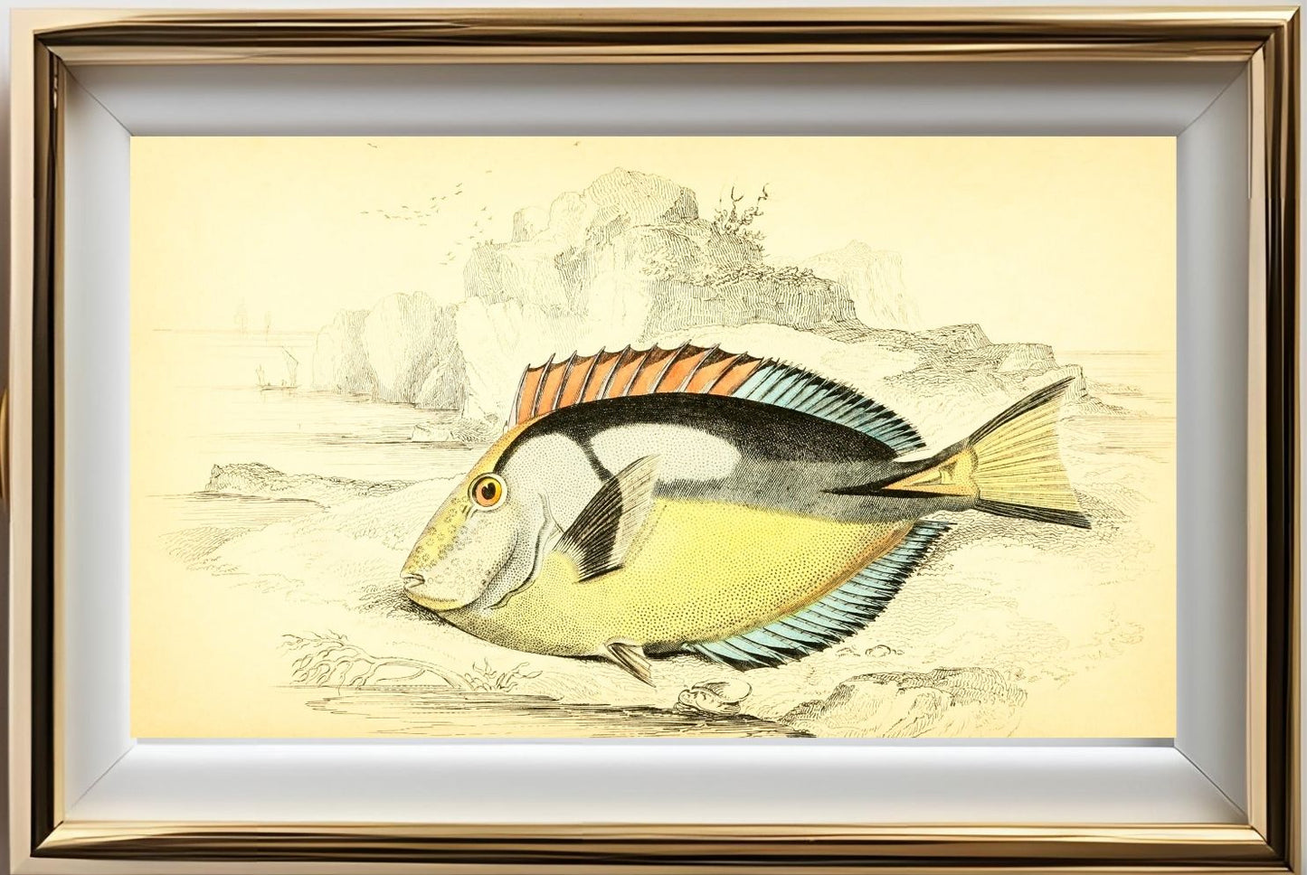 Yellow-Bellied Acanthurus