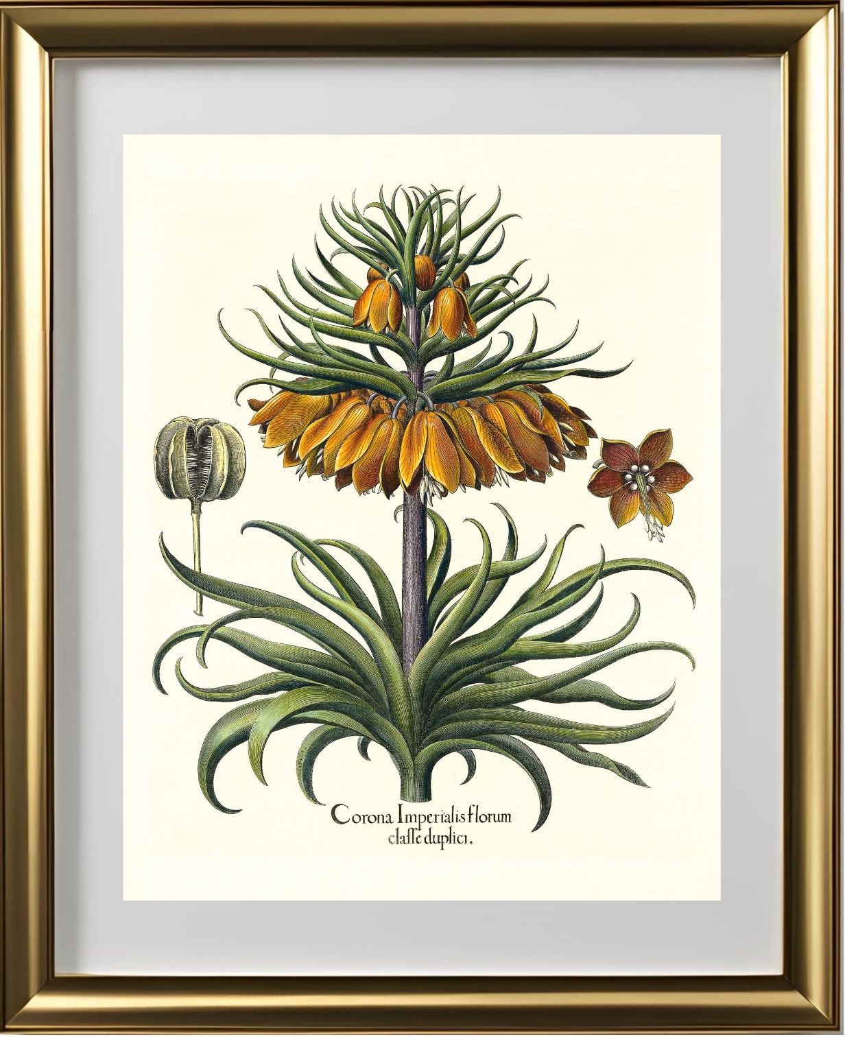 Two-tiered crown imperial fritillary with open flower