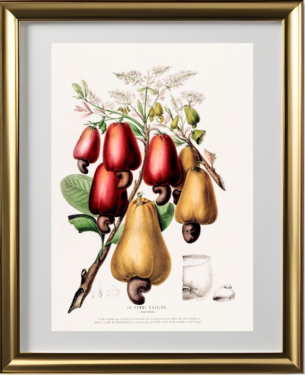 La Pomme d'Acajou (Anacardium)