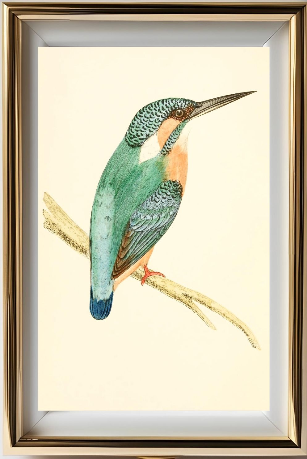 Kingfisher