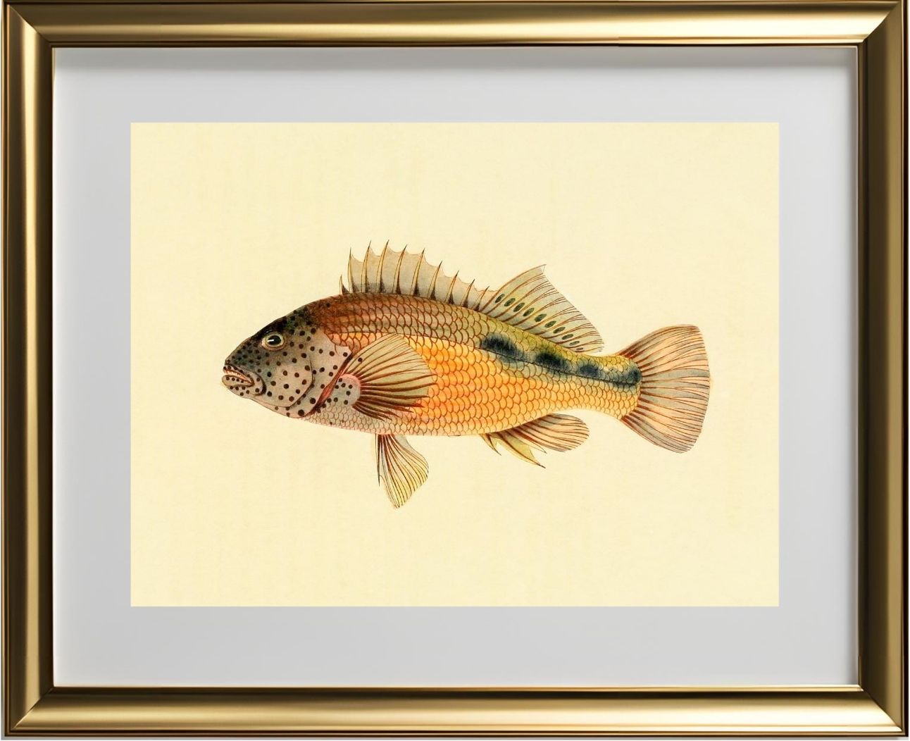 Gerranus Tankervillae