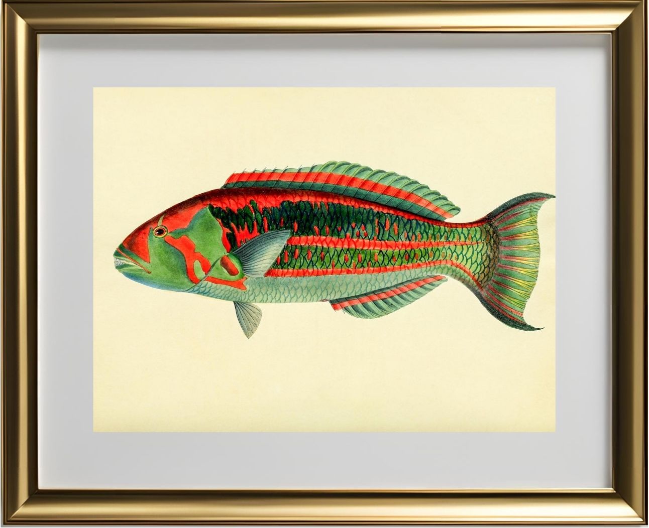 Scarus Georgii