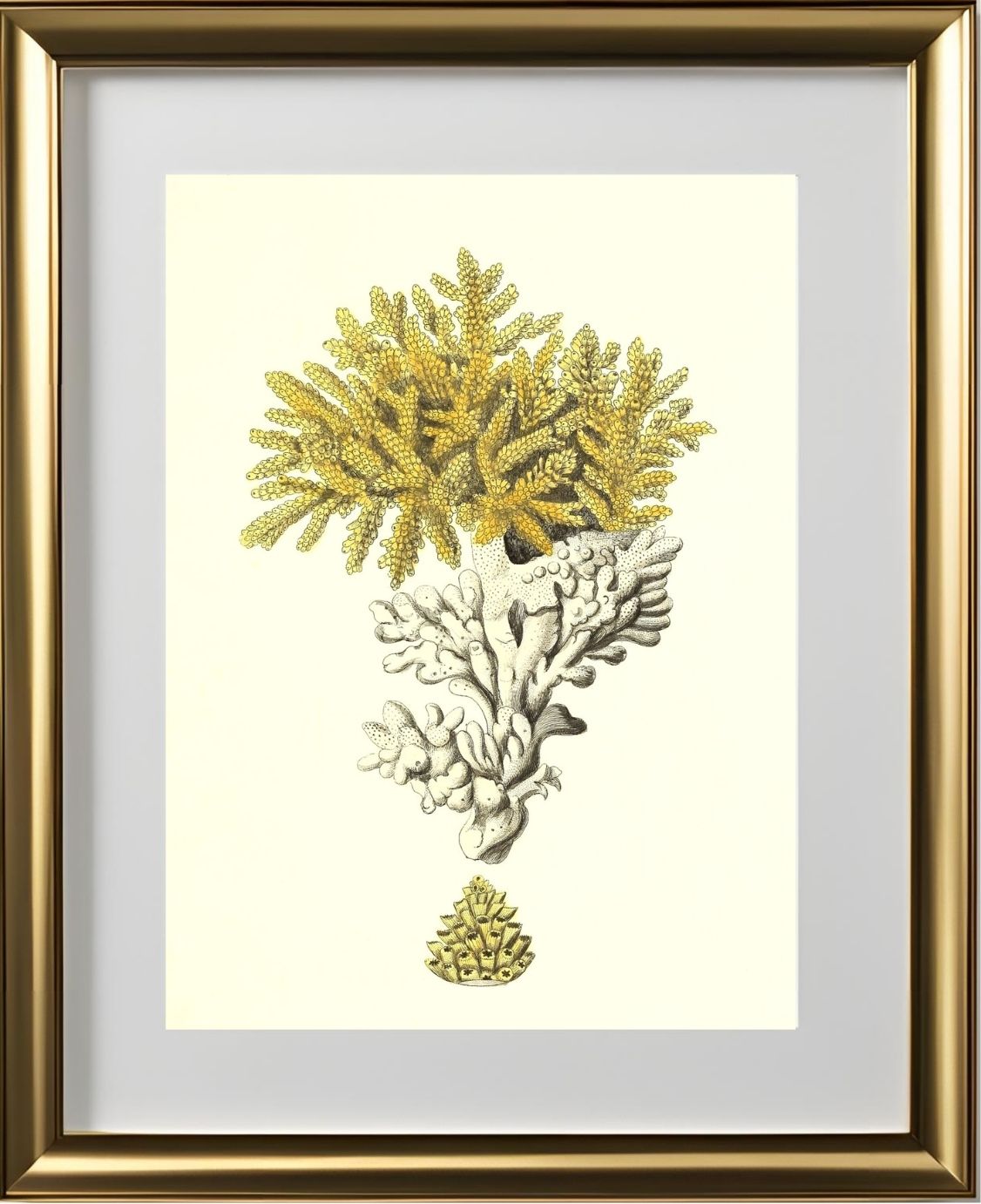 Madrepora muricata 2