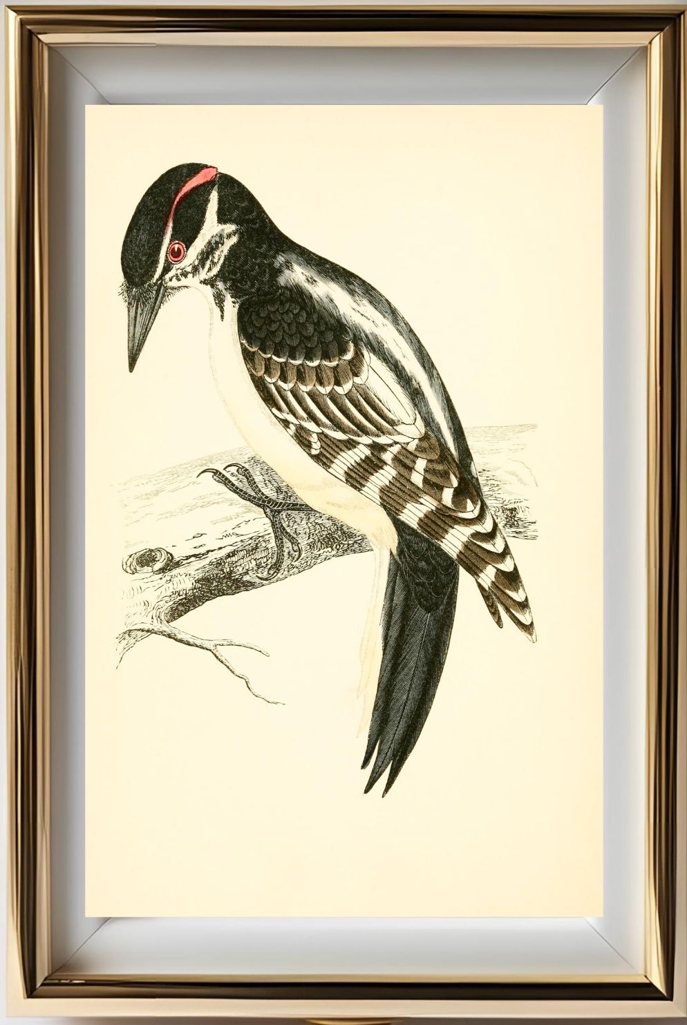 Hairy Woodpecker