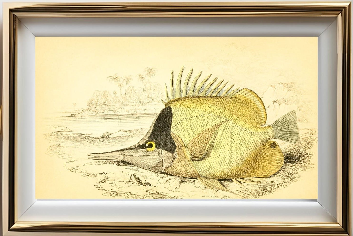Long-Beaked Chelmon