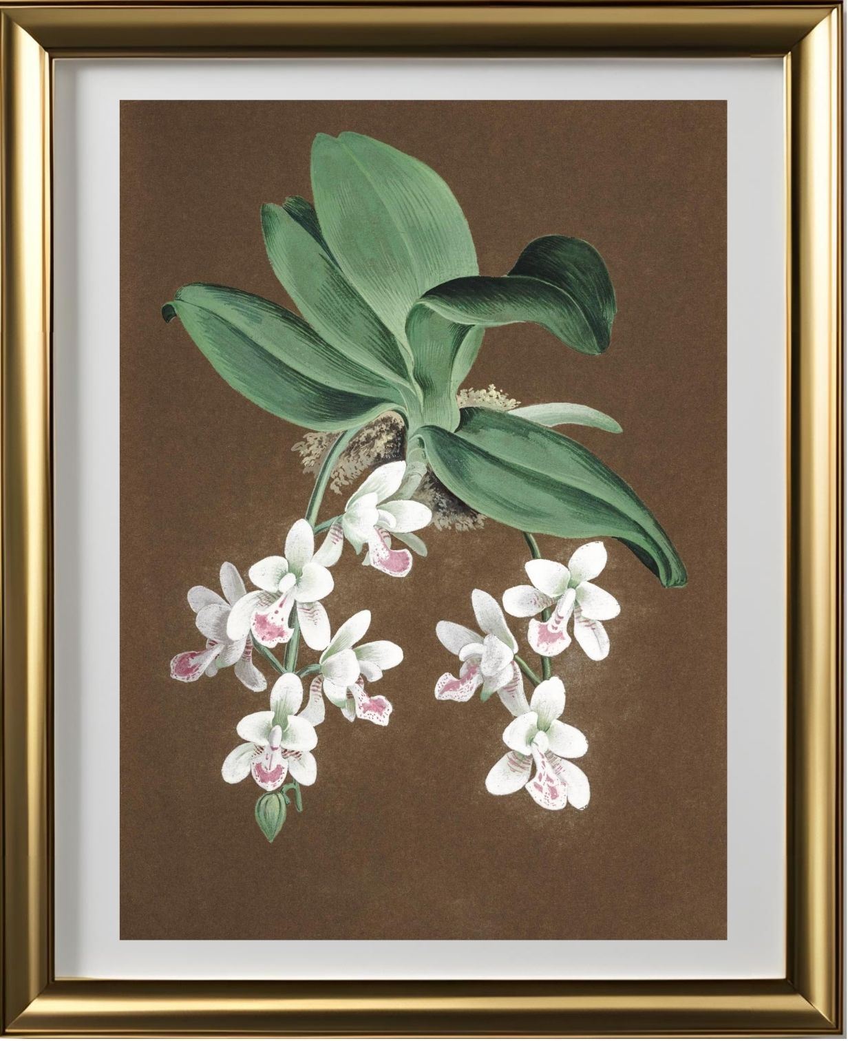 Aerides Japonicum