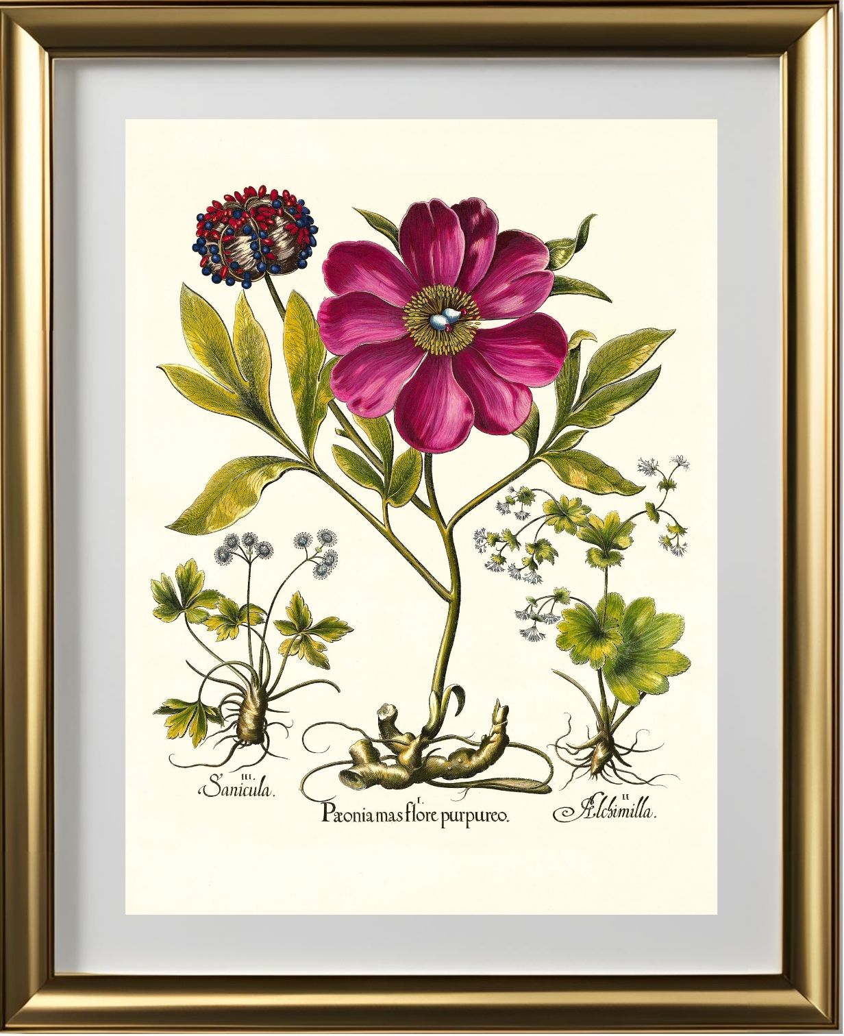 Corallina peony, Lady’s-mantle, Sanicle