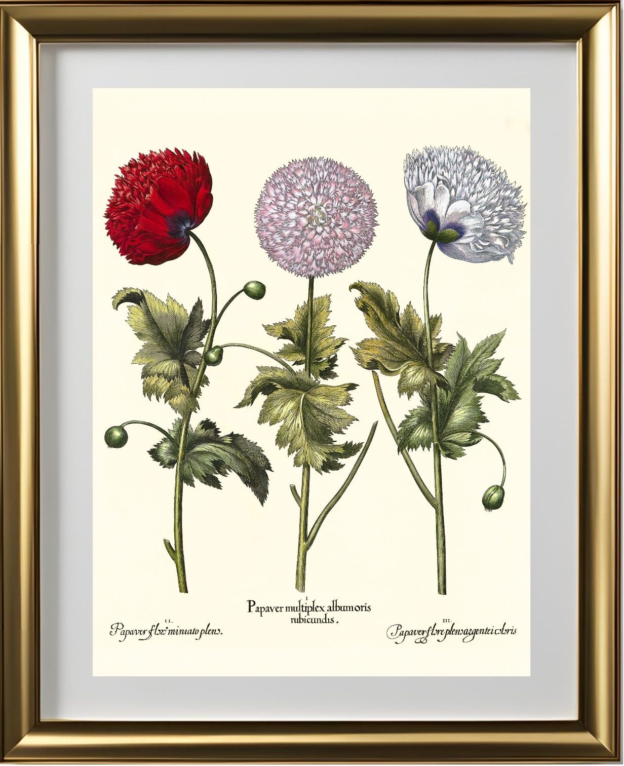 Double-flowered variegated garden poppy, et al