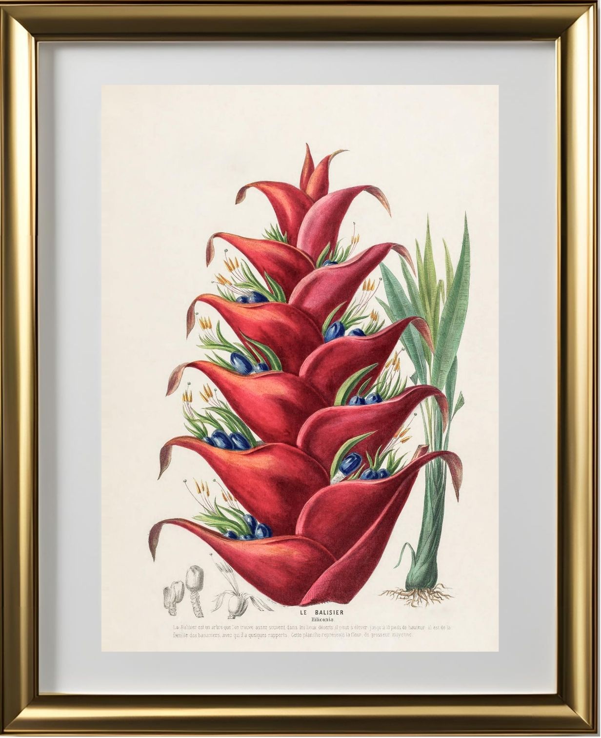 Le Balisier (Hiliconia)