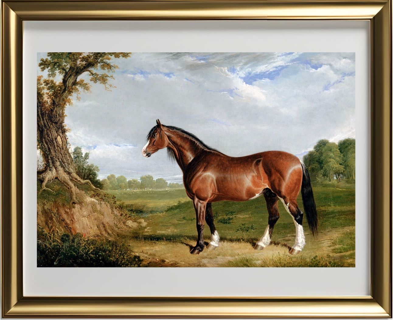 A Clydesdale Stallion