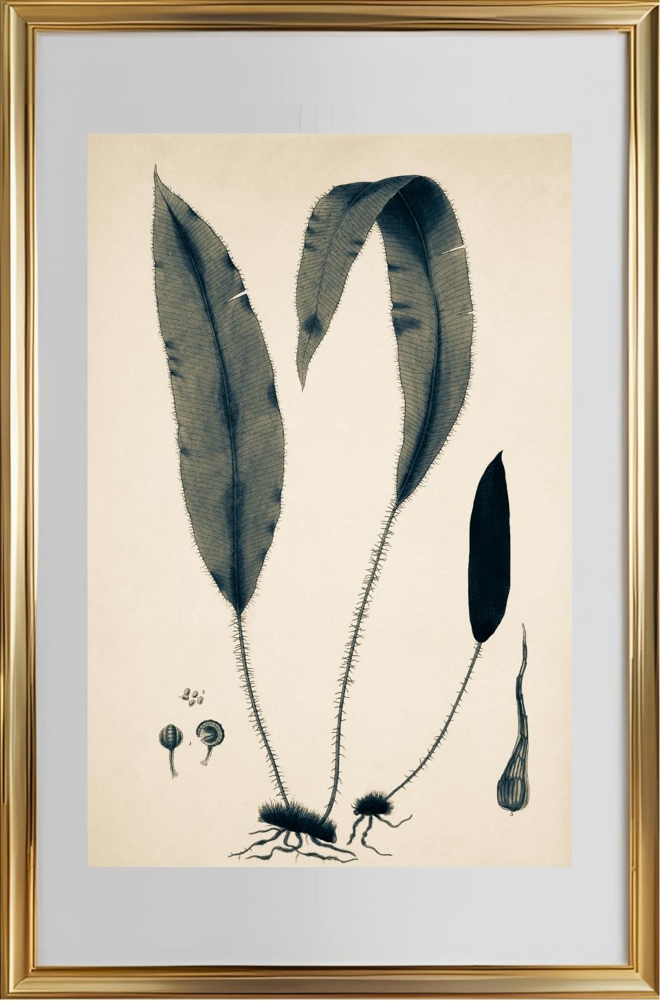Acrostichum Hybridum