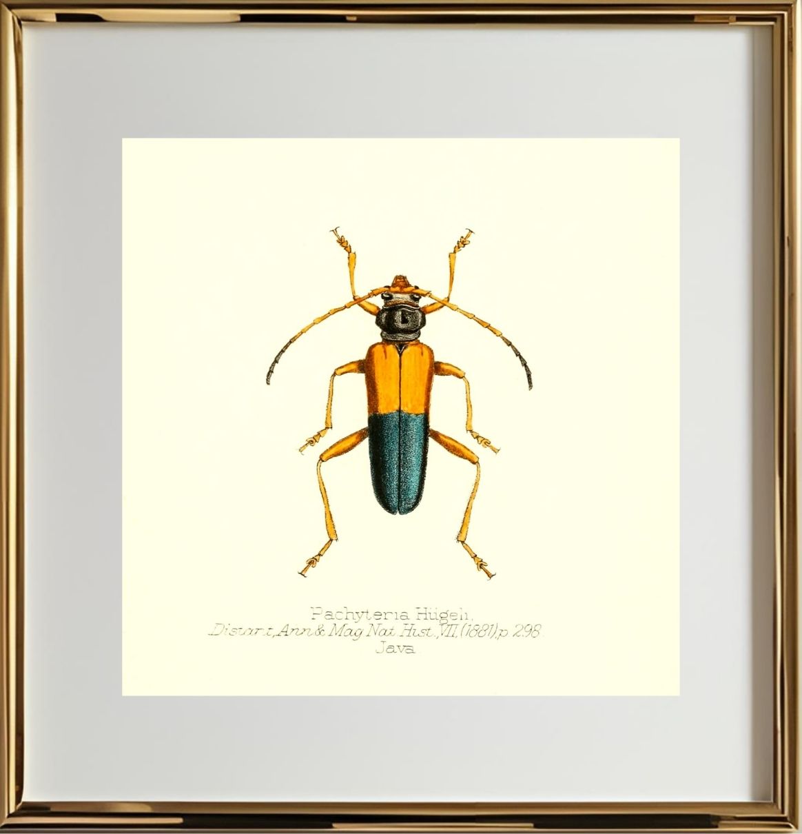 Pachyteria Hugeli