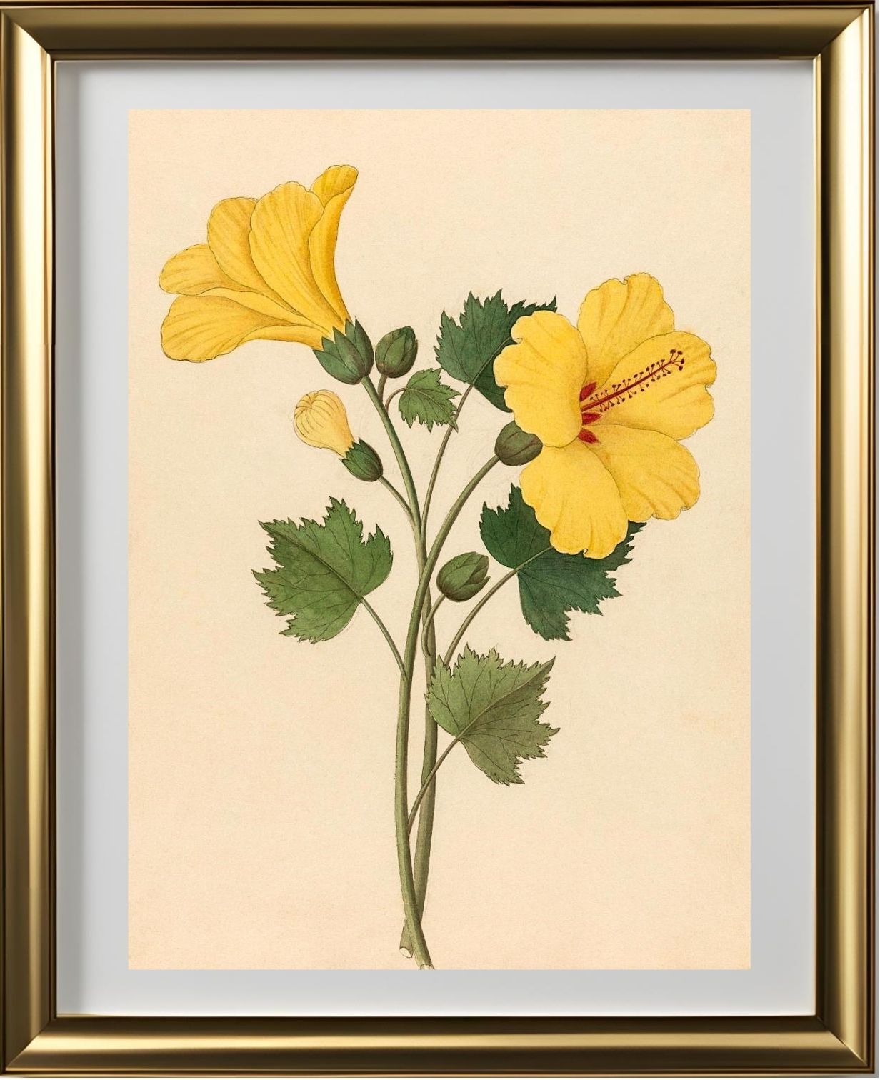 Hibiscus (Hibiscus Calyphyllus)