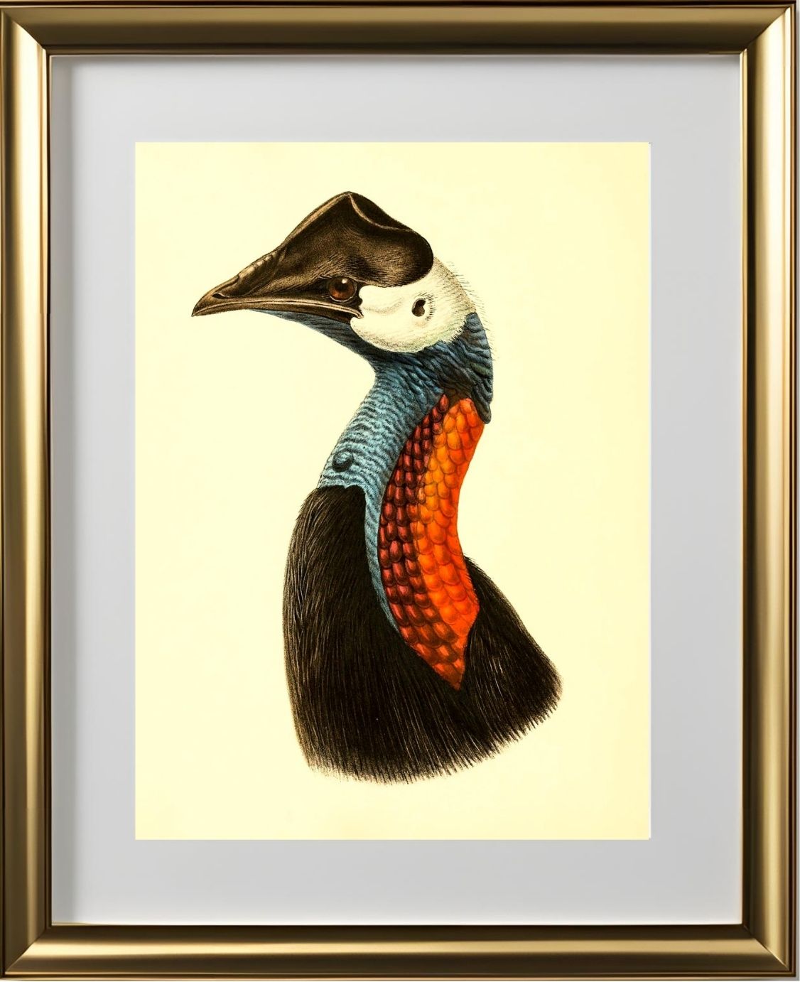 Casuarius Papuanus