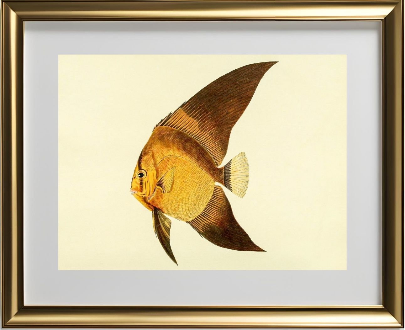Chaetodon Vespertilio
