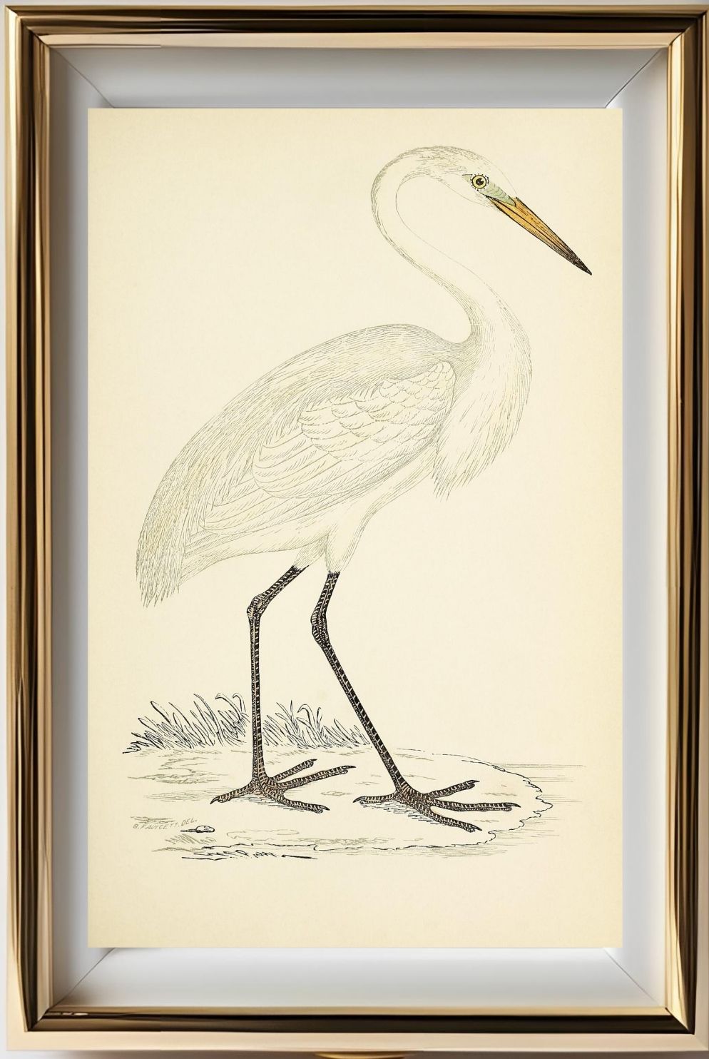 Great White Heron