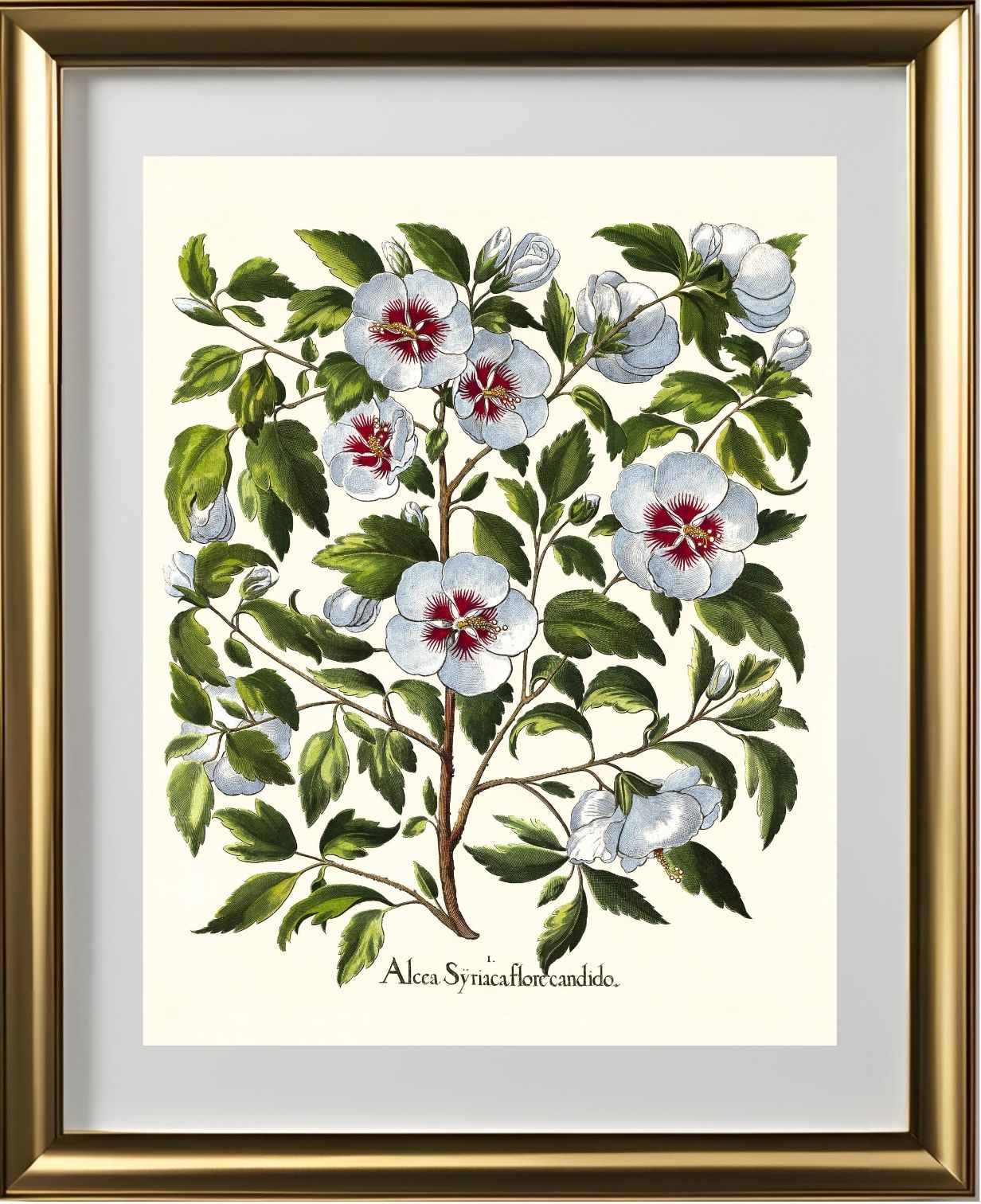 White rose of Sharon