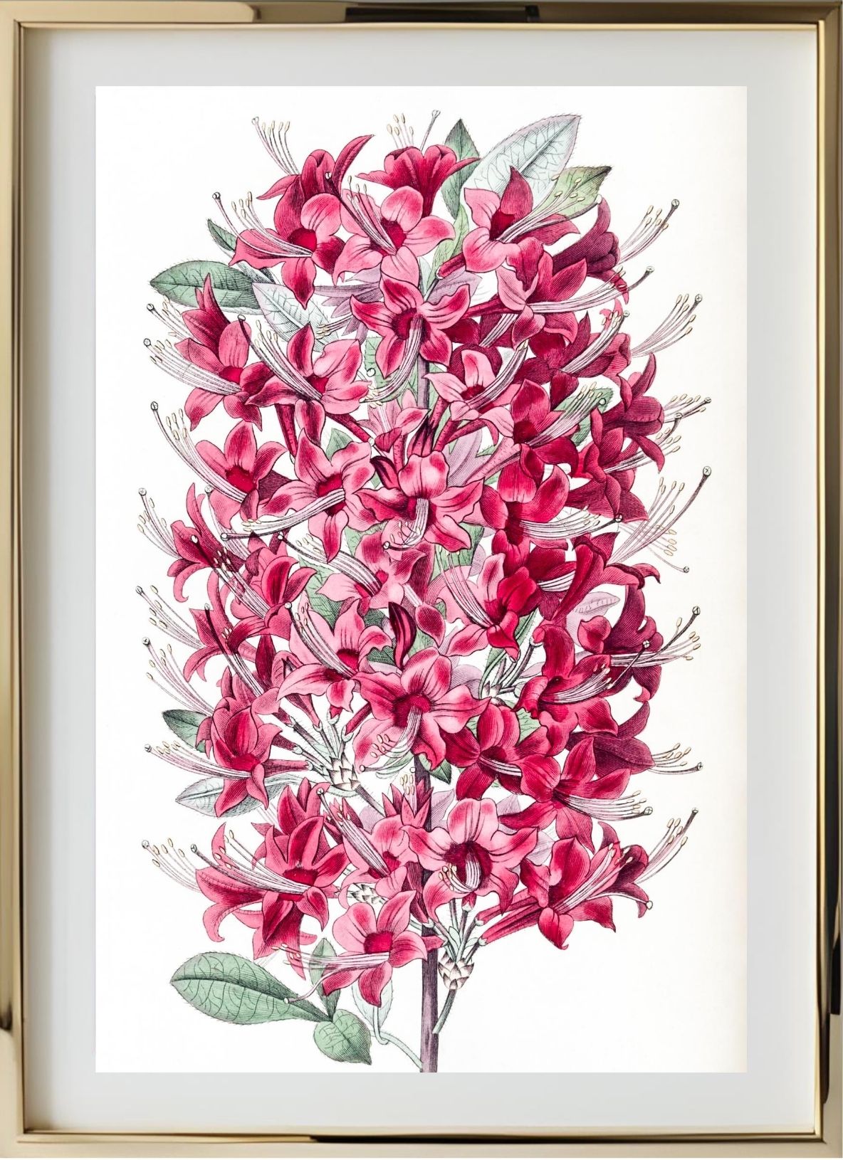 The Highclere Scarlet Azalea