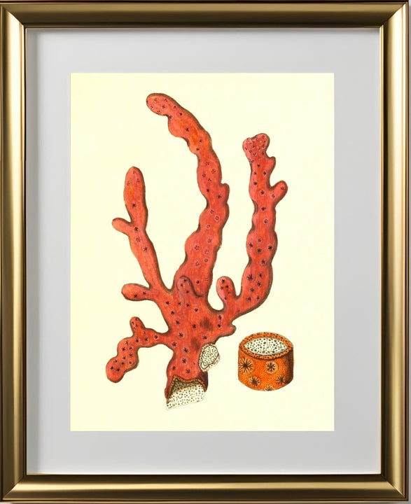 Alcyonium arboreum