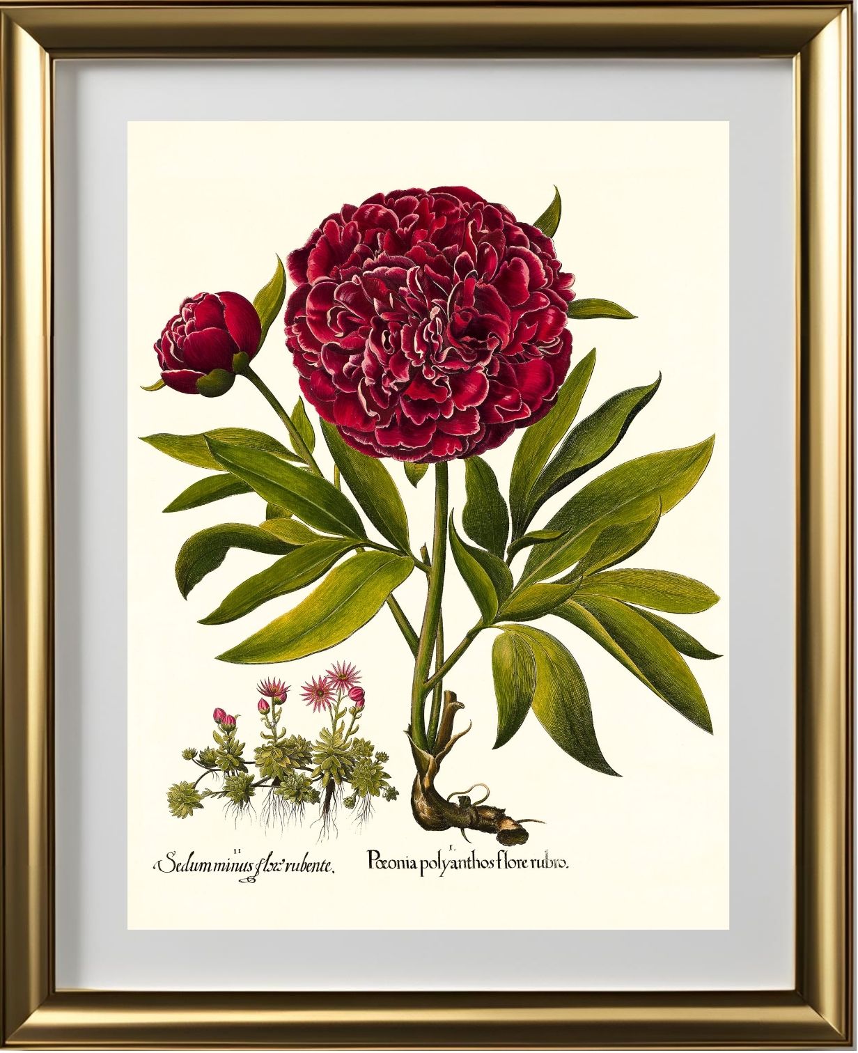 Red double-flowered peony, Mountain sempervivum