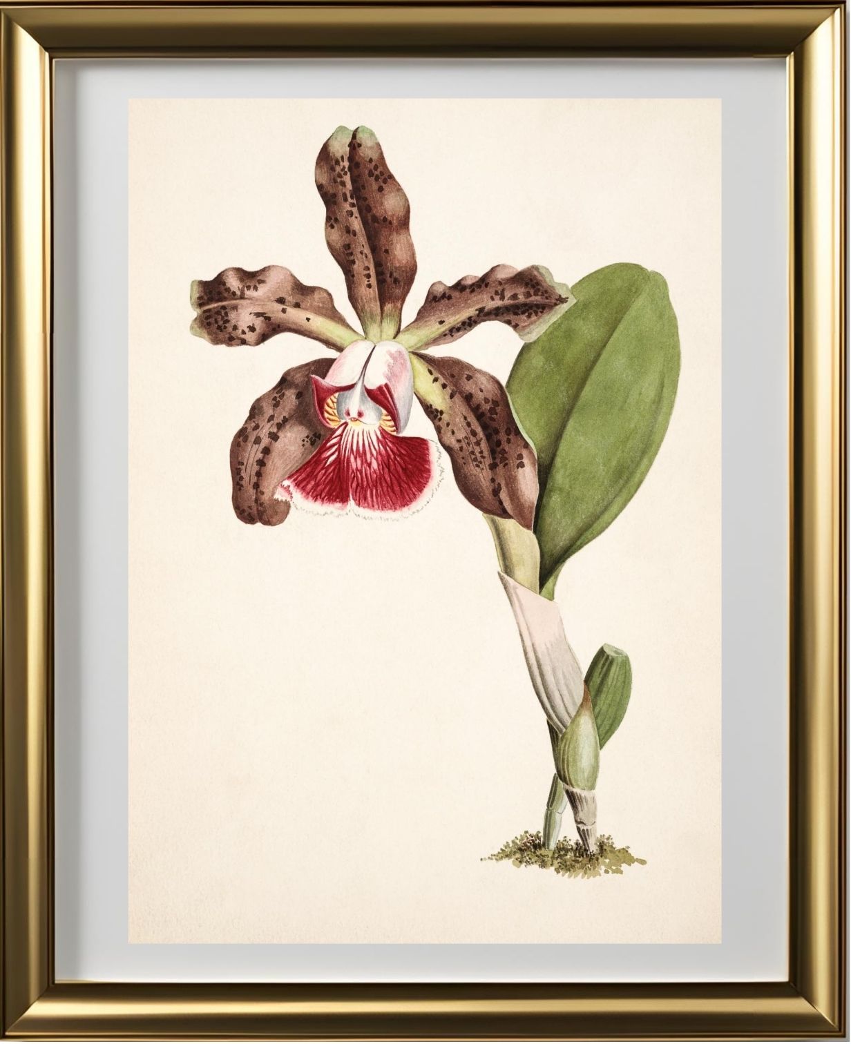 Cattleya Schilleriana (Brasilien)