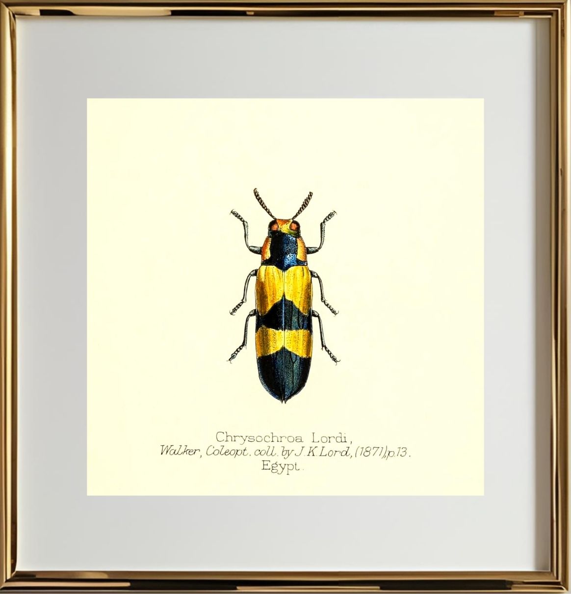 Chrysochroa Lordi