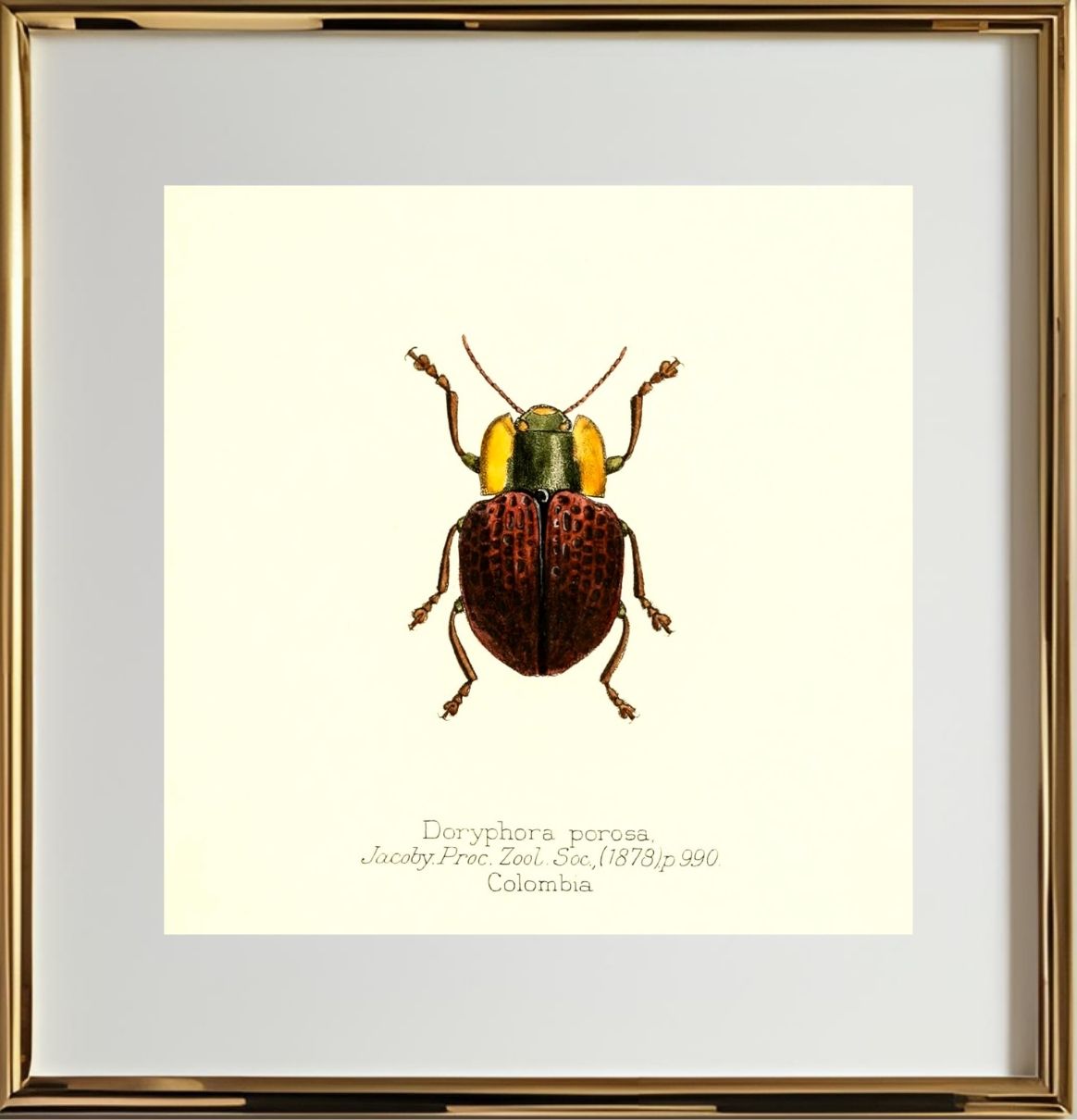 Doryphora Porosa