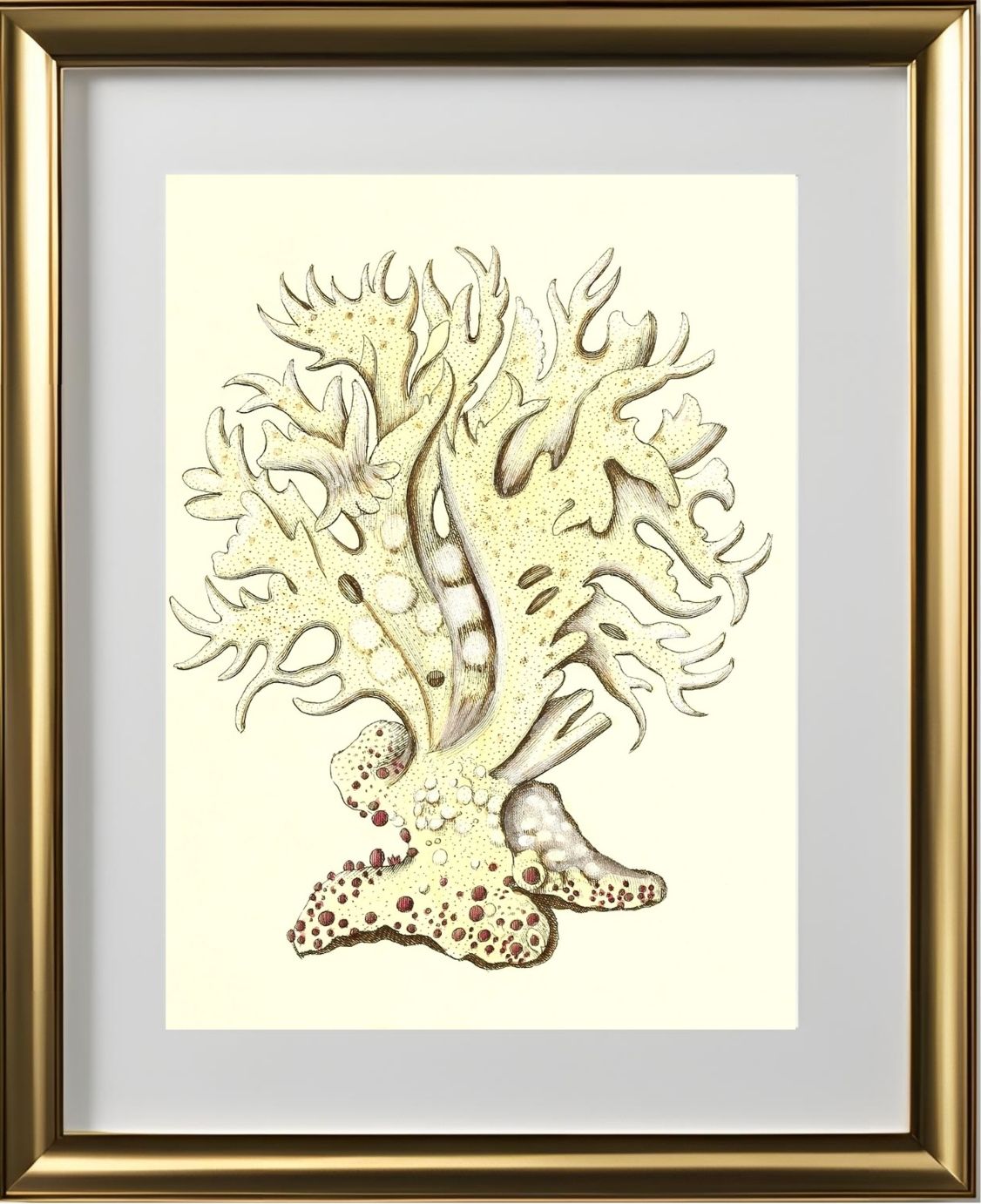 Millepora alicornis