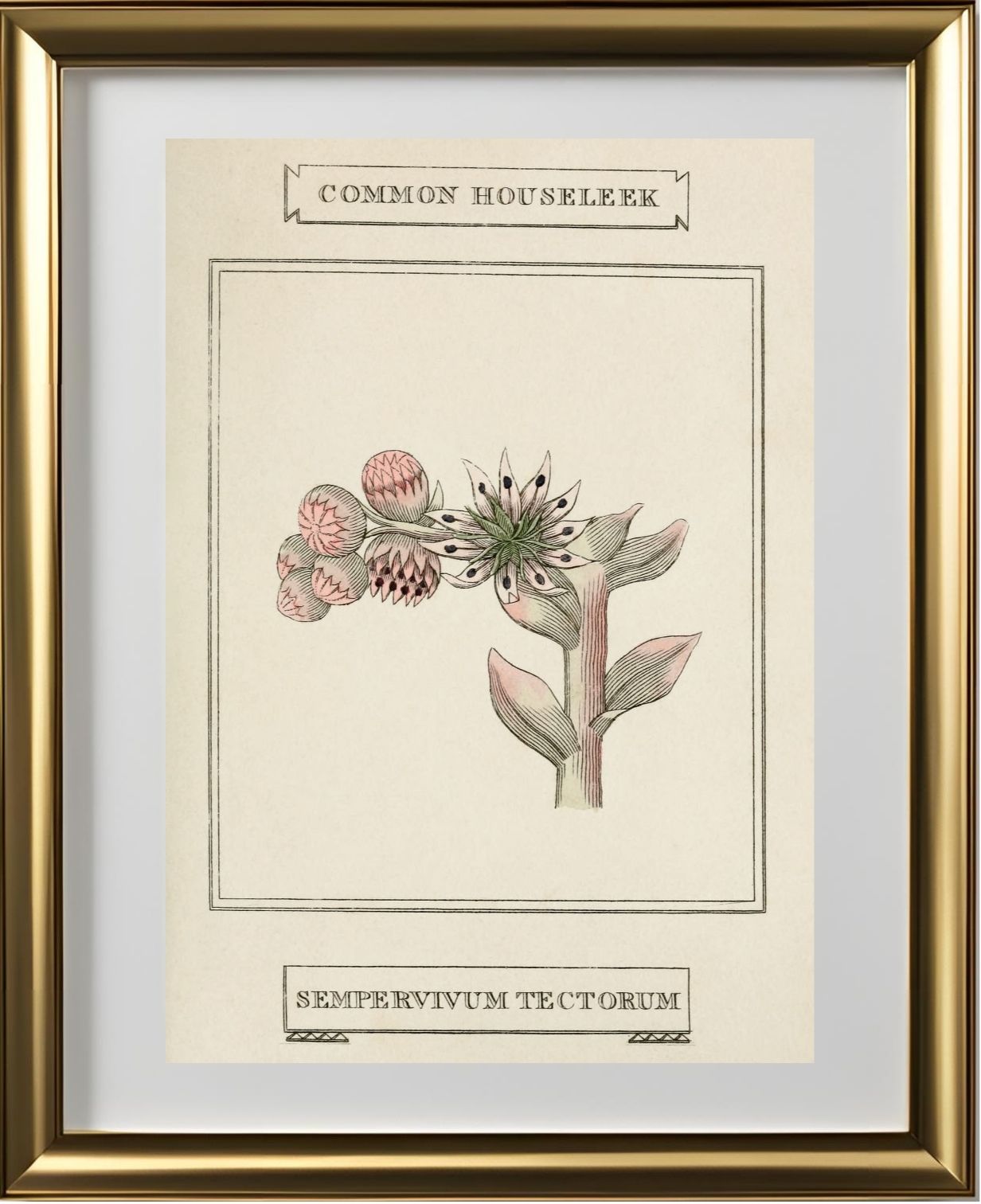 Common Houseleek