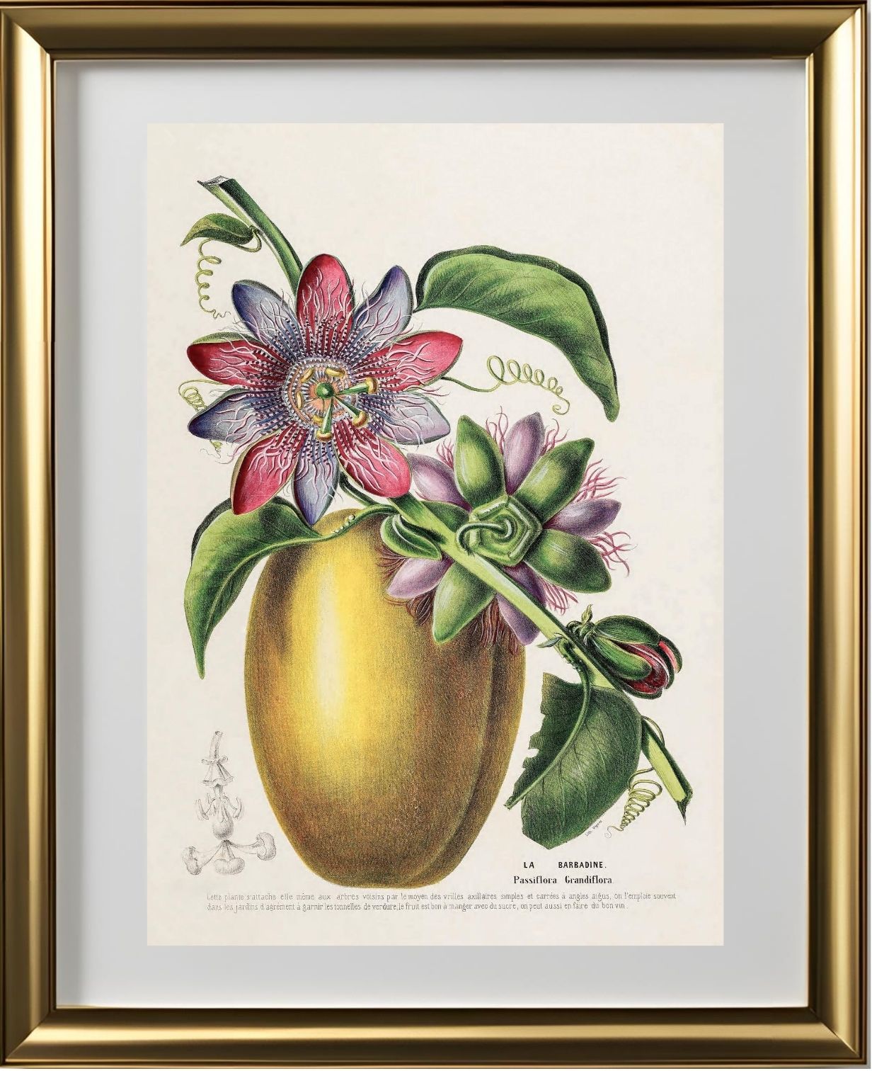 La Barbadine (Passiflora Grandiflora)