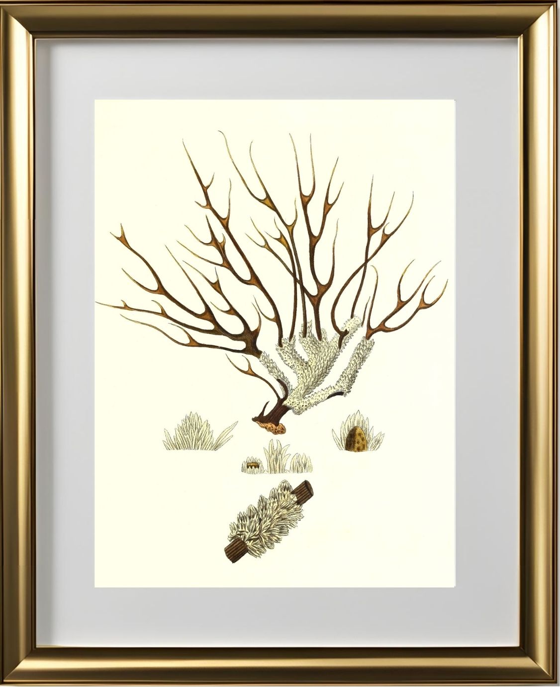 Gorgonia muricata 2