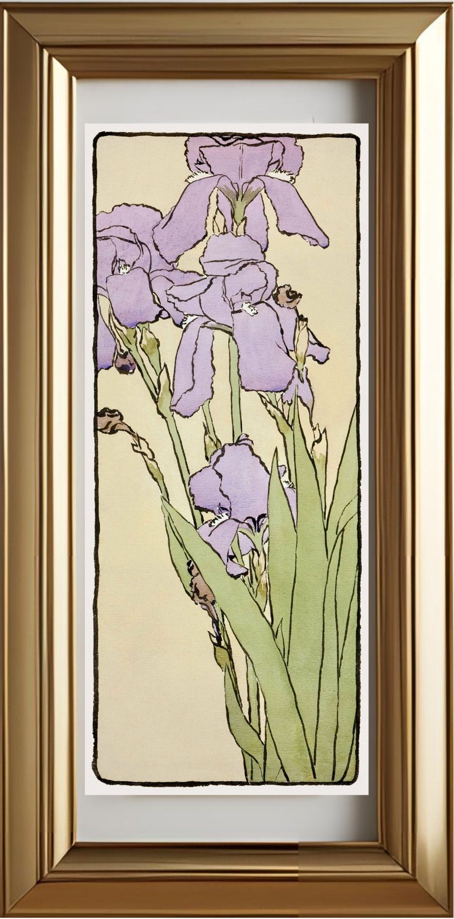 Iris