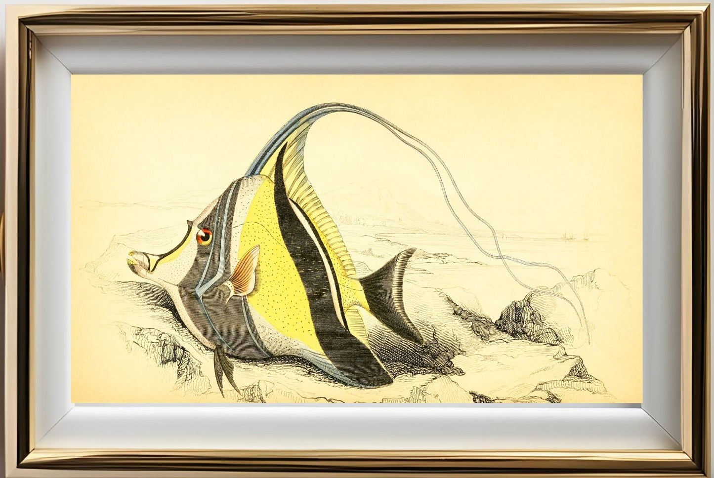 Horned Zanclus or Chaetodon