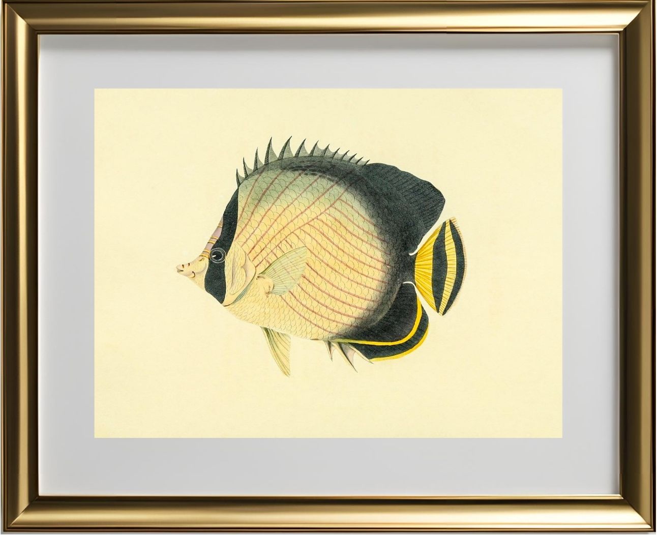 Chaetodon Vagabundus