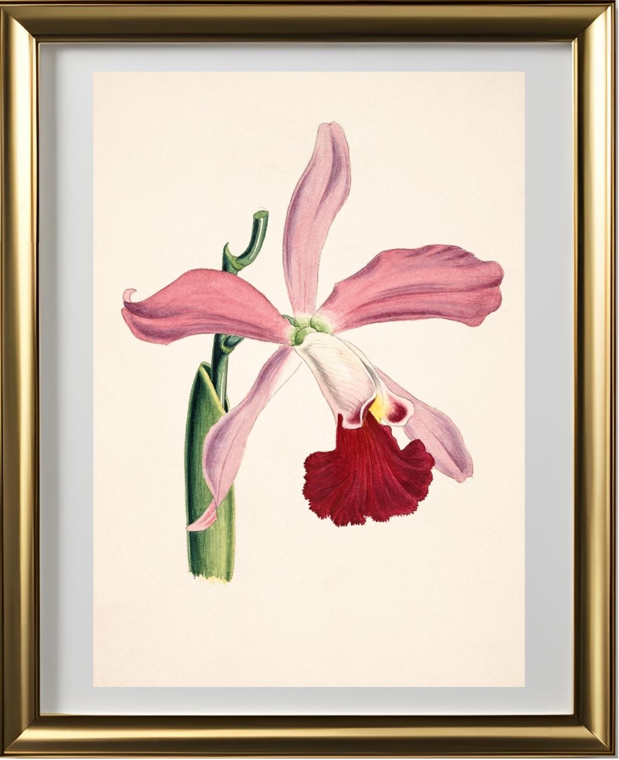 Laelia Elegans
